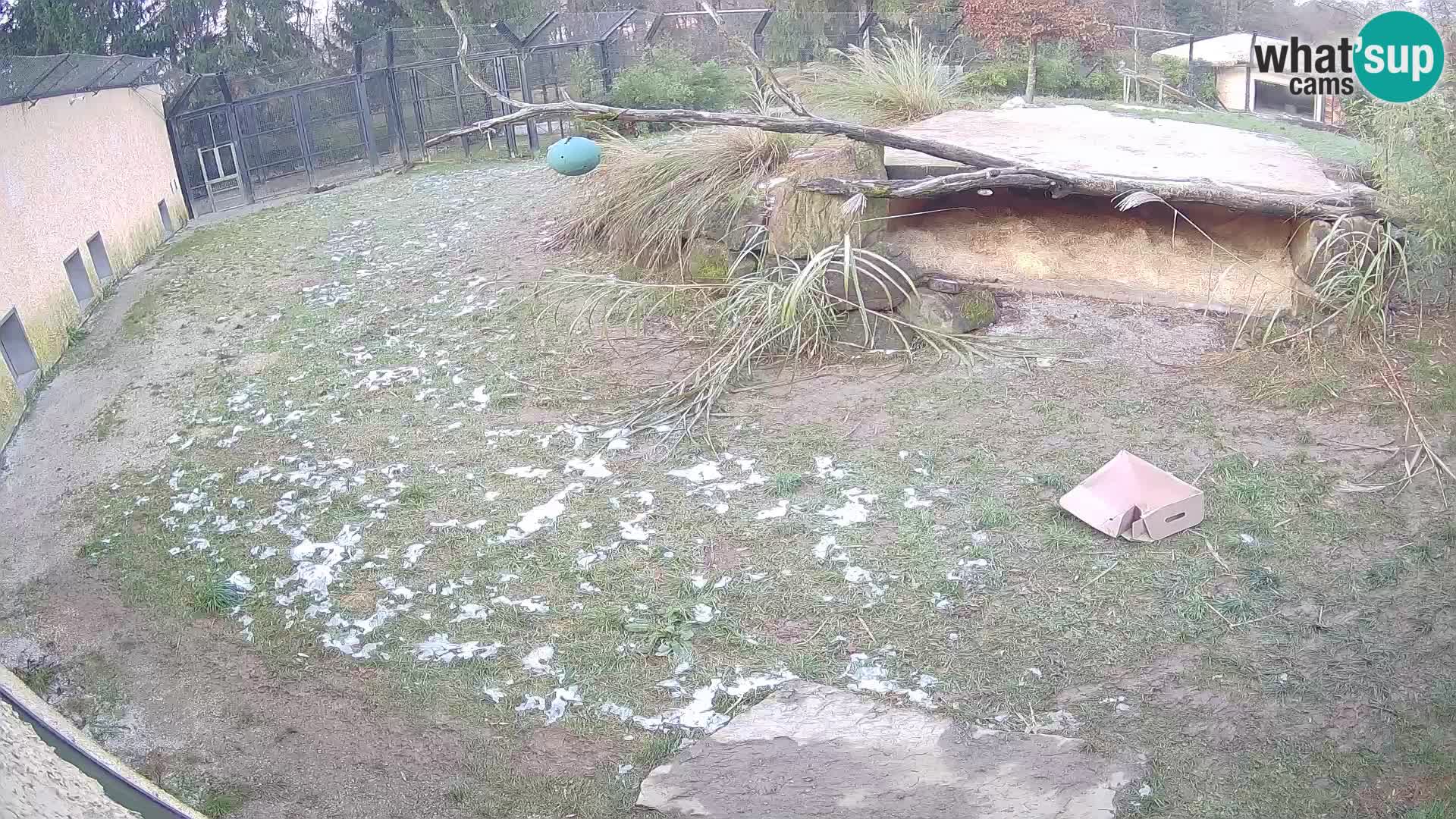 LEVI spletna kamera v živalskem vrtu Ljubljana Zoo