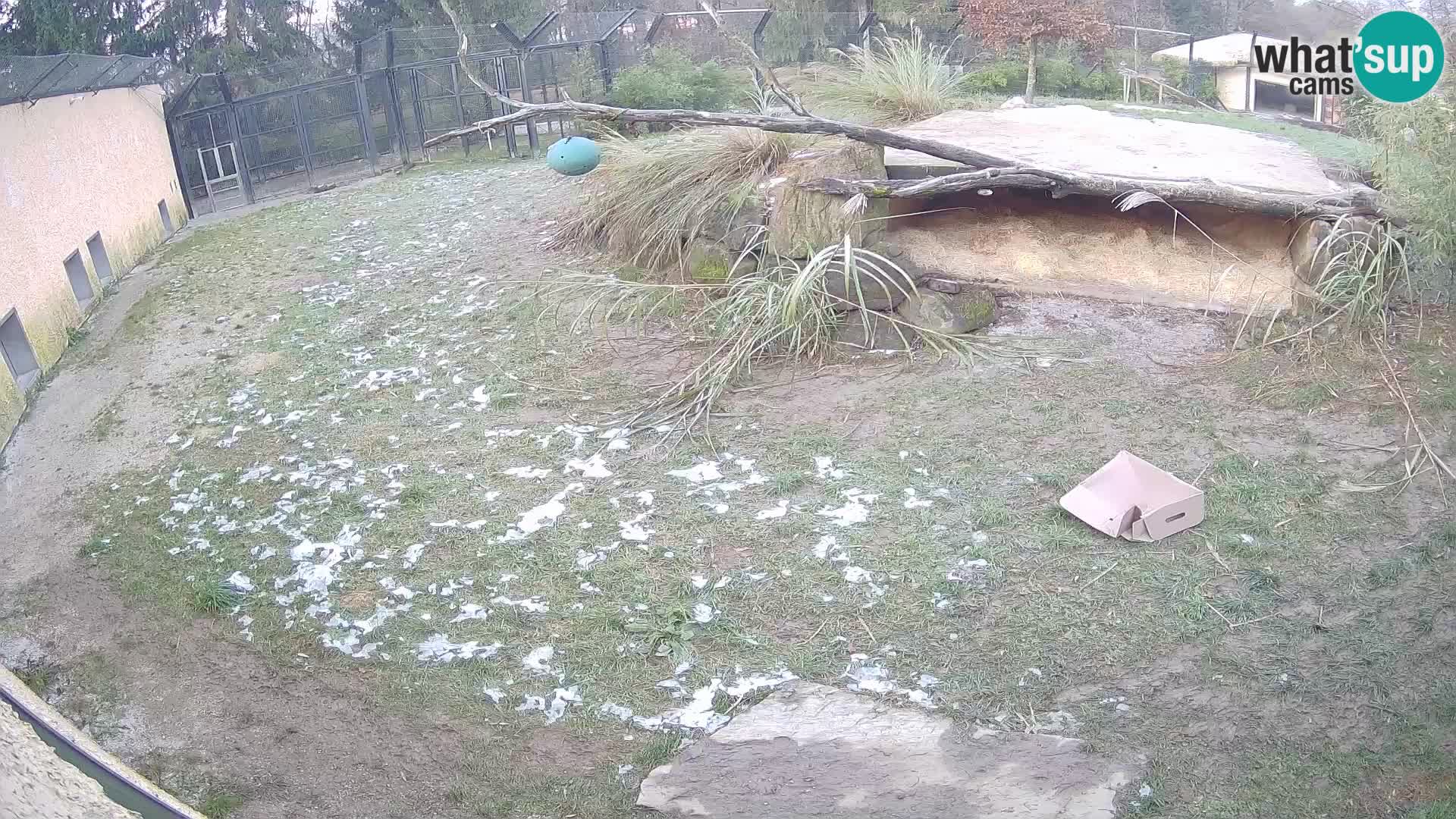 LEVI spletna kamera v živalskem vrtu Ljubljana Zoo