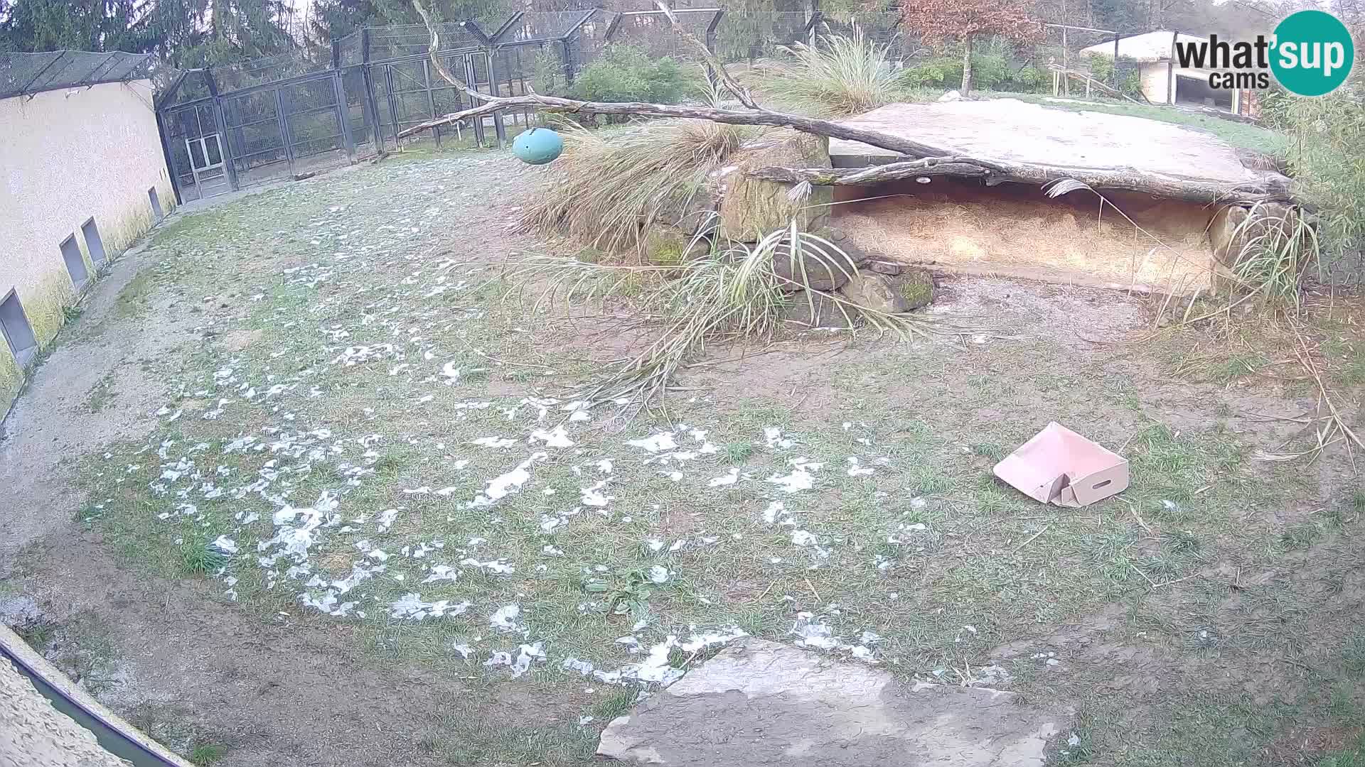 Löwe live Webcam im Zoo von Ljubljana – Slowenien