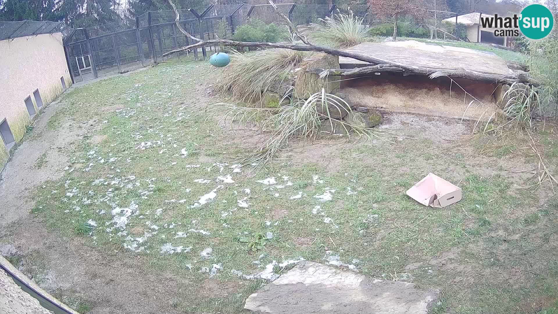 LEONE live Webcam nello zoo di Lubiana – Slovenia