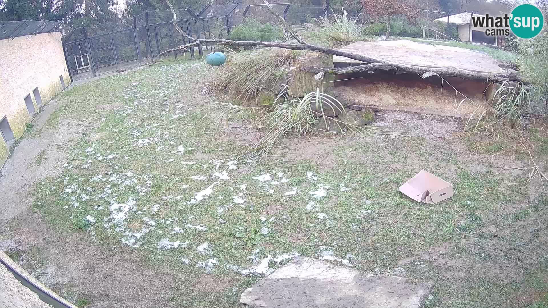 Löwe live Webcam im Zoo von Ljubljana – Slowenien