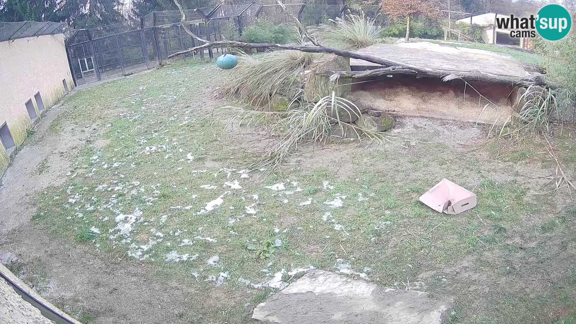 LEONE live Webcam nello zoo di Lubiana – Slovenia