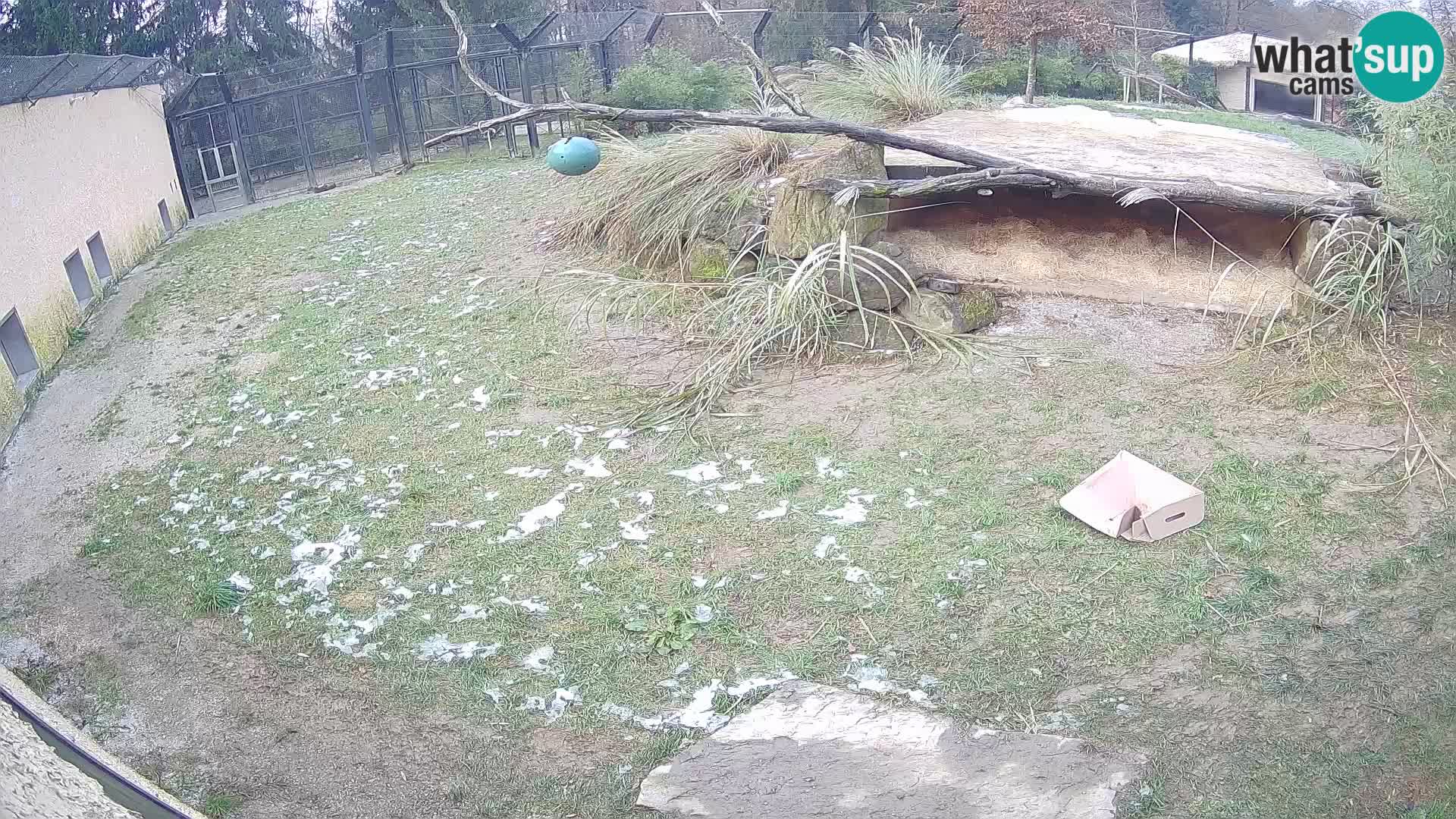 LEONE live Webcam nello zoo di Lubiana – Slovenia