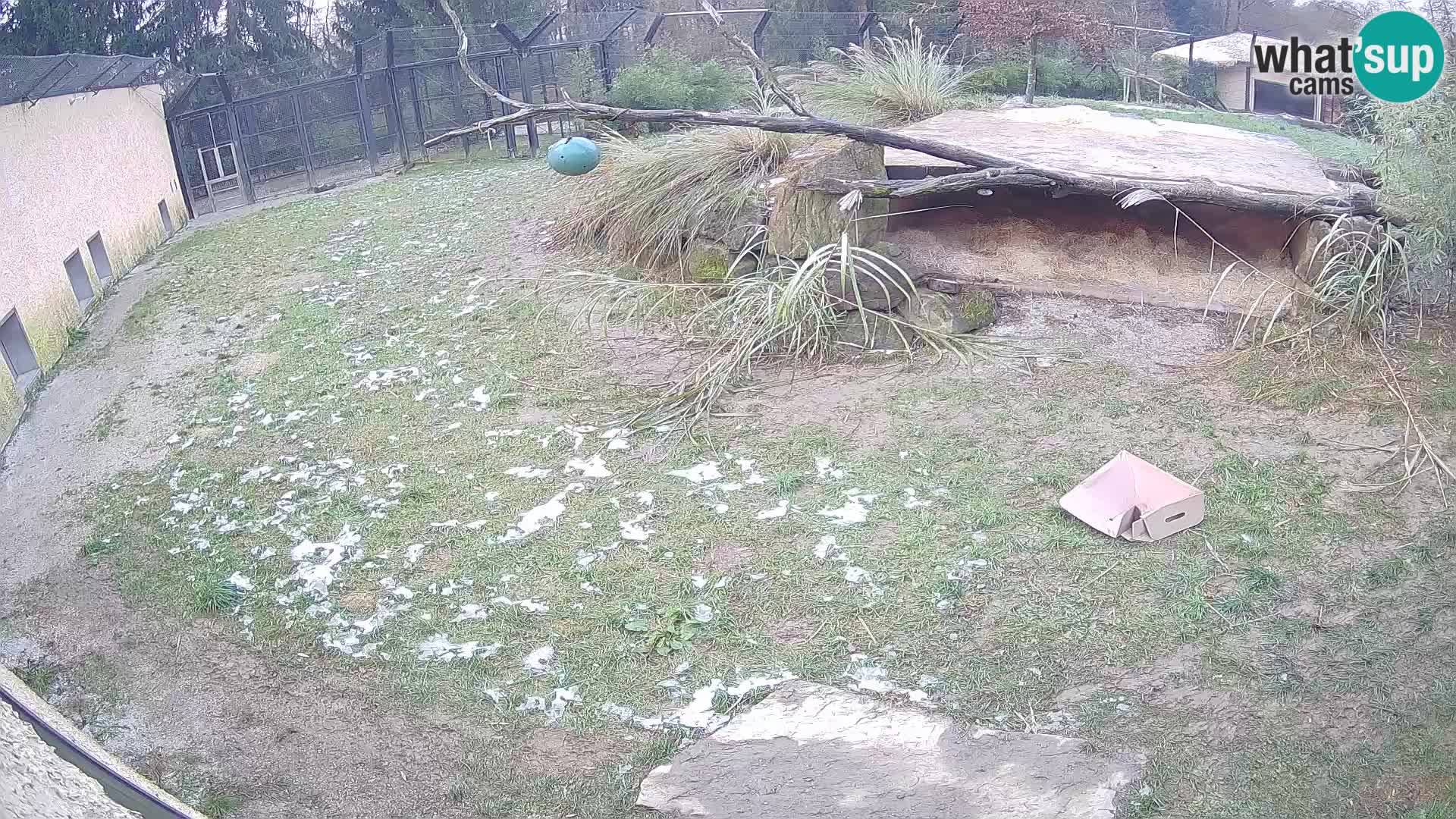 LEONE live Webcam nello zoo di Lubiana – Slovenia