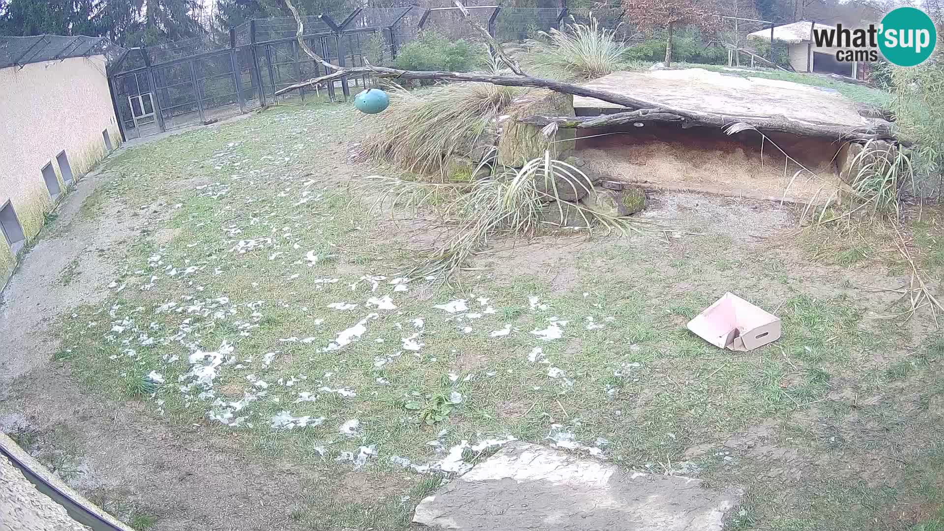 Löwe live Webcam im Zoo von Ljubljana – Slowenien