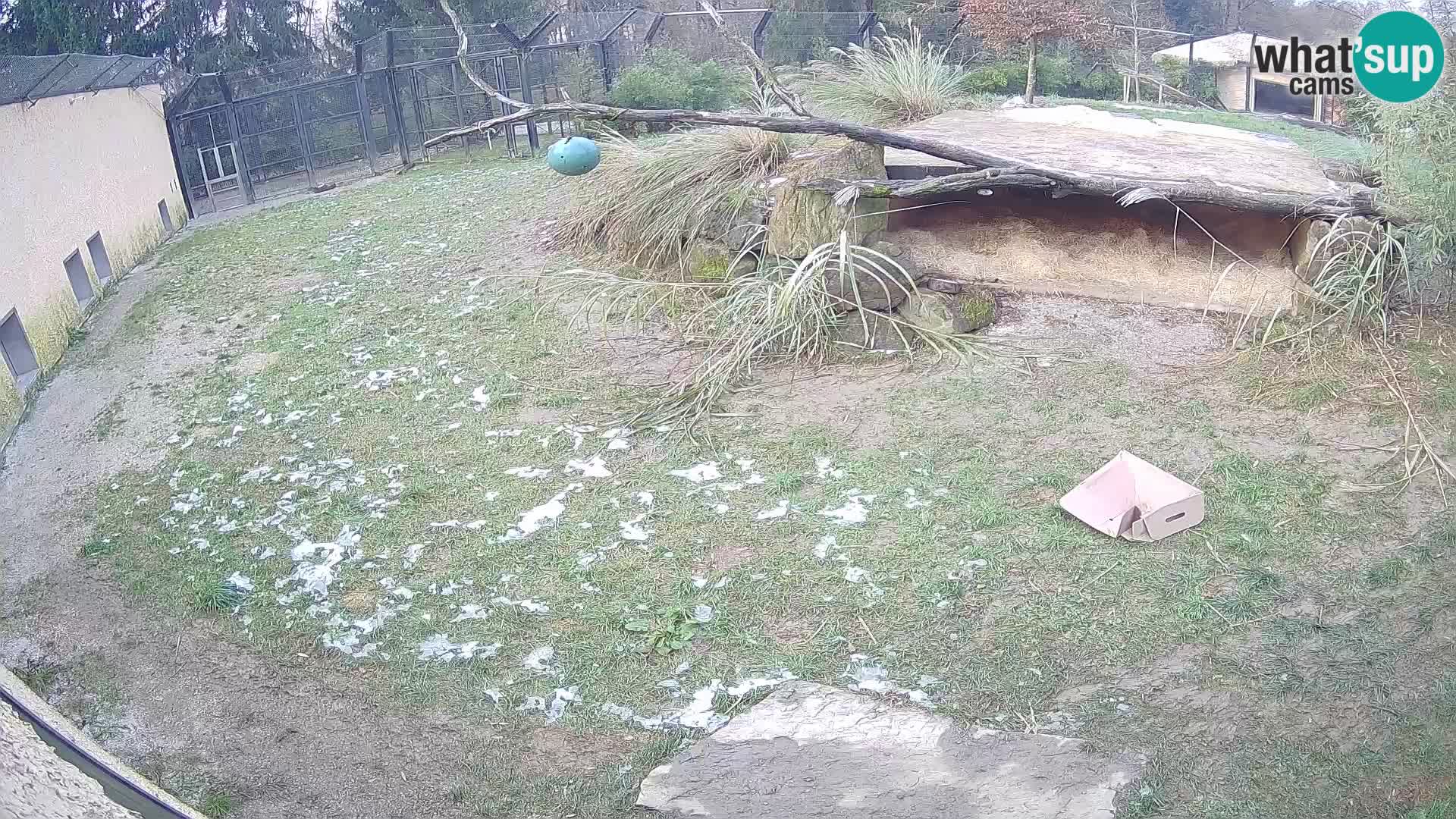 LEONE live Webcam nello zoo di Lubiana – Slovenia