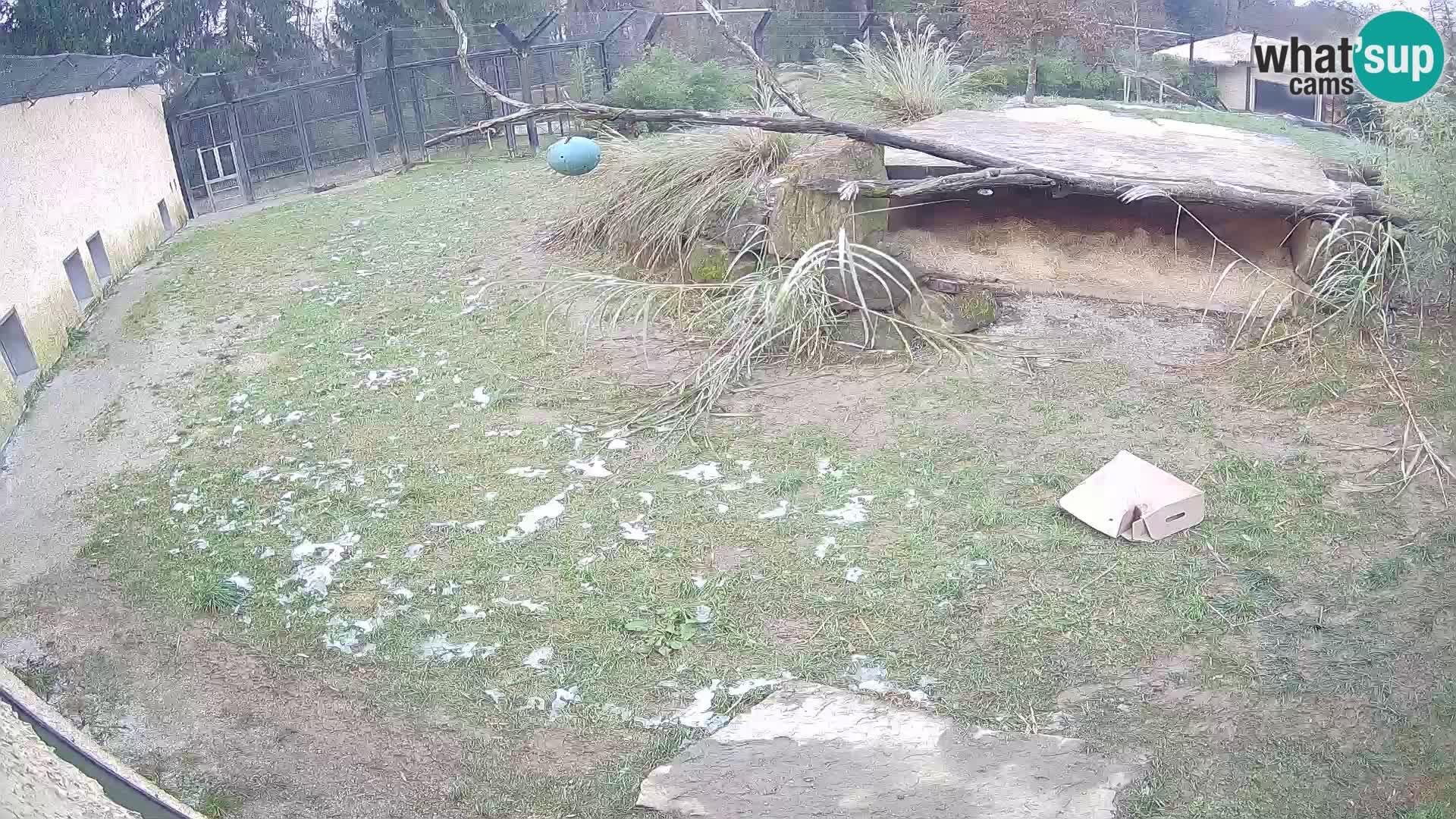 LEONE live Webcam nello zoo di Lubiana – Slovenia