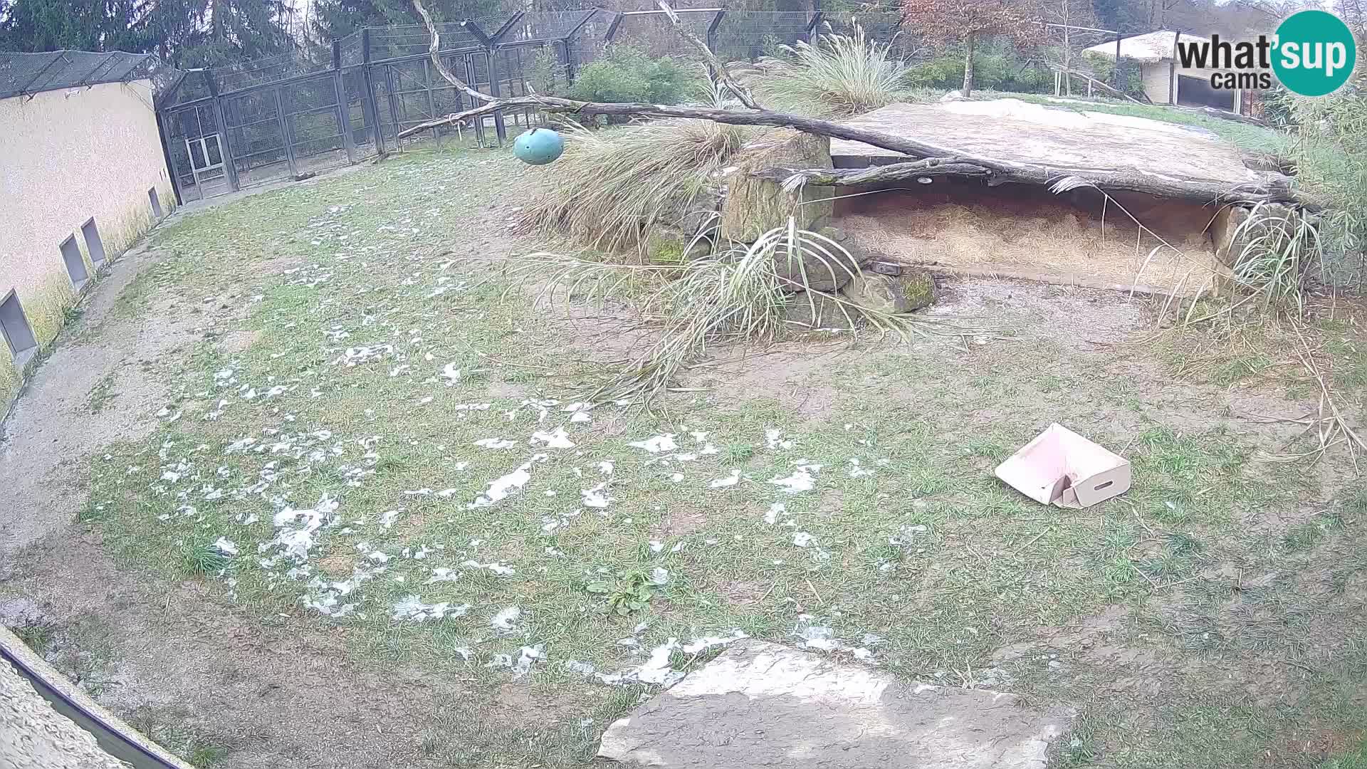 Löwe live Webcam im Zoo von Ljubljana – Slowenien