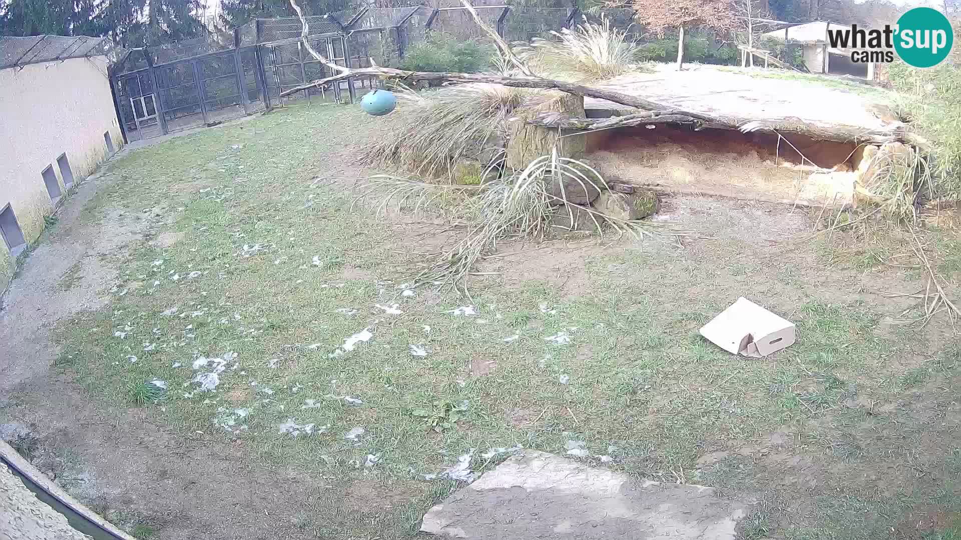 LEONE live Webcam nello zoo di Lubiana – Slovenia