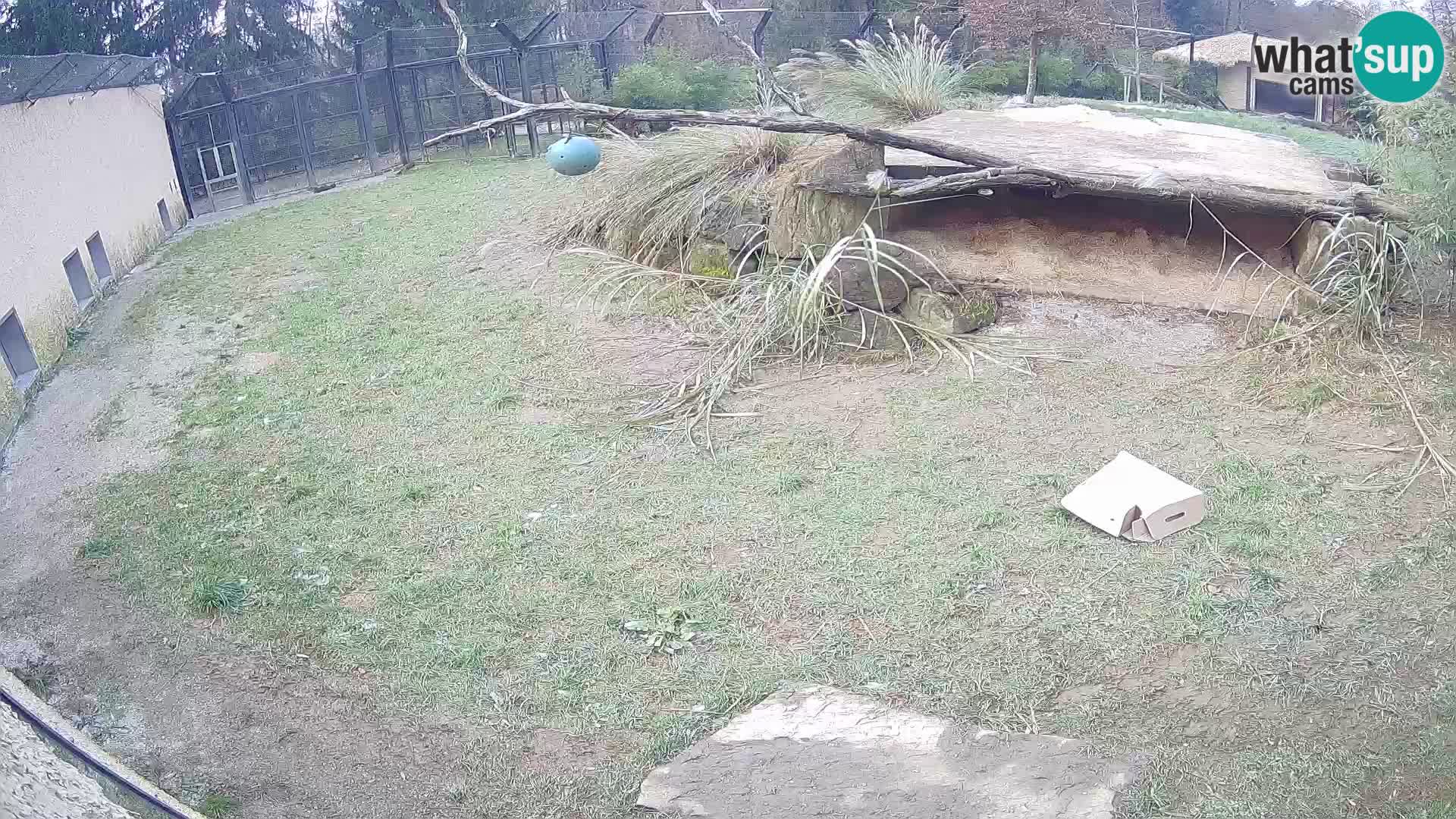 LEONE live Webcam nello zoo di Lubiana – Slovenia