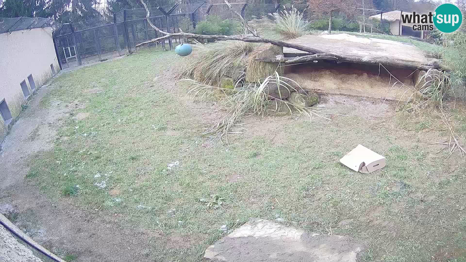 Löwe live Webcam im Zoo von Ljubljana – Slowenien