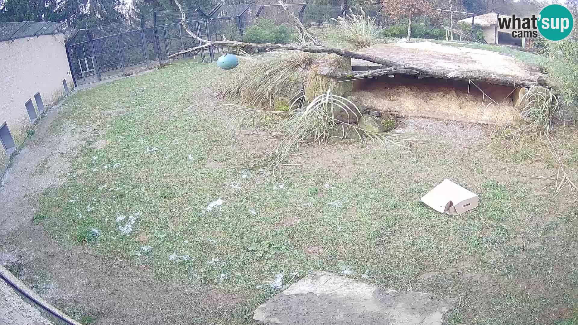 LEON Webcam en vivo en Ljubljana Zoo – Eslovenia