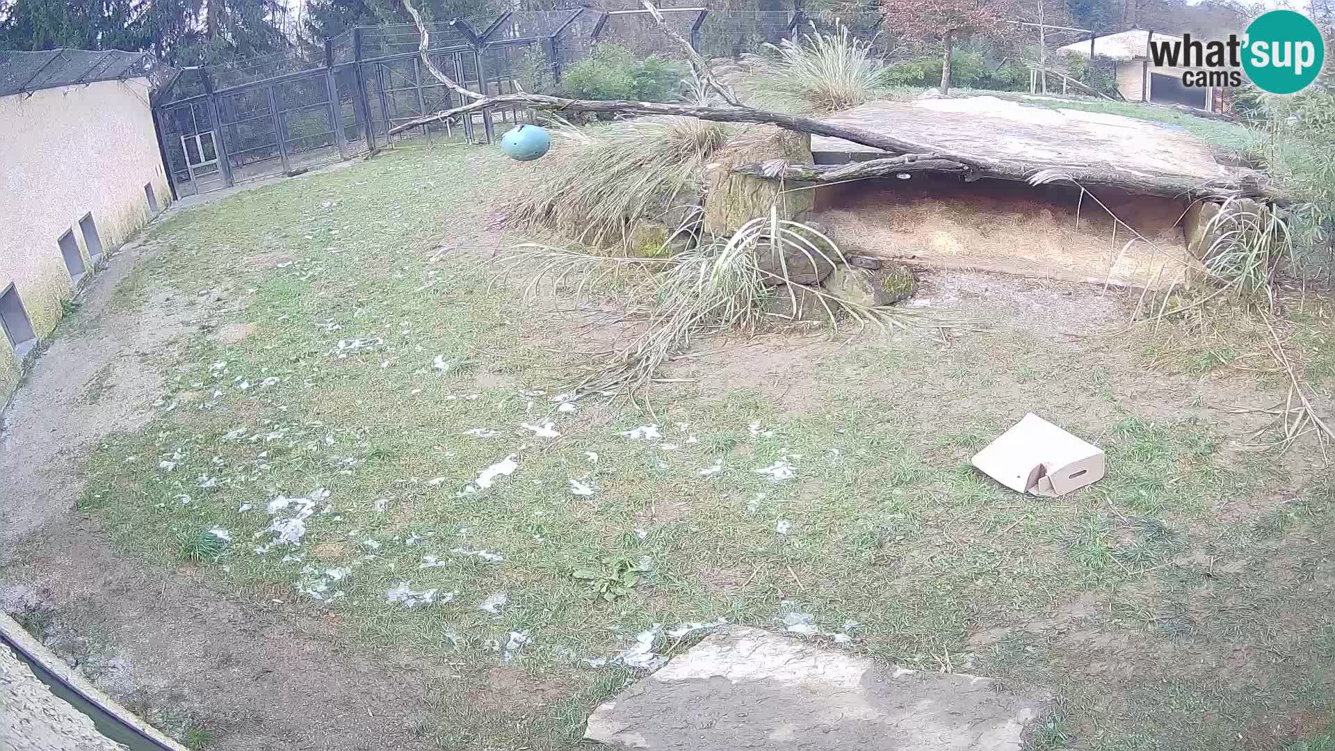 LEONE live Webcam nello zoo di Lubiana – Slovenia