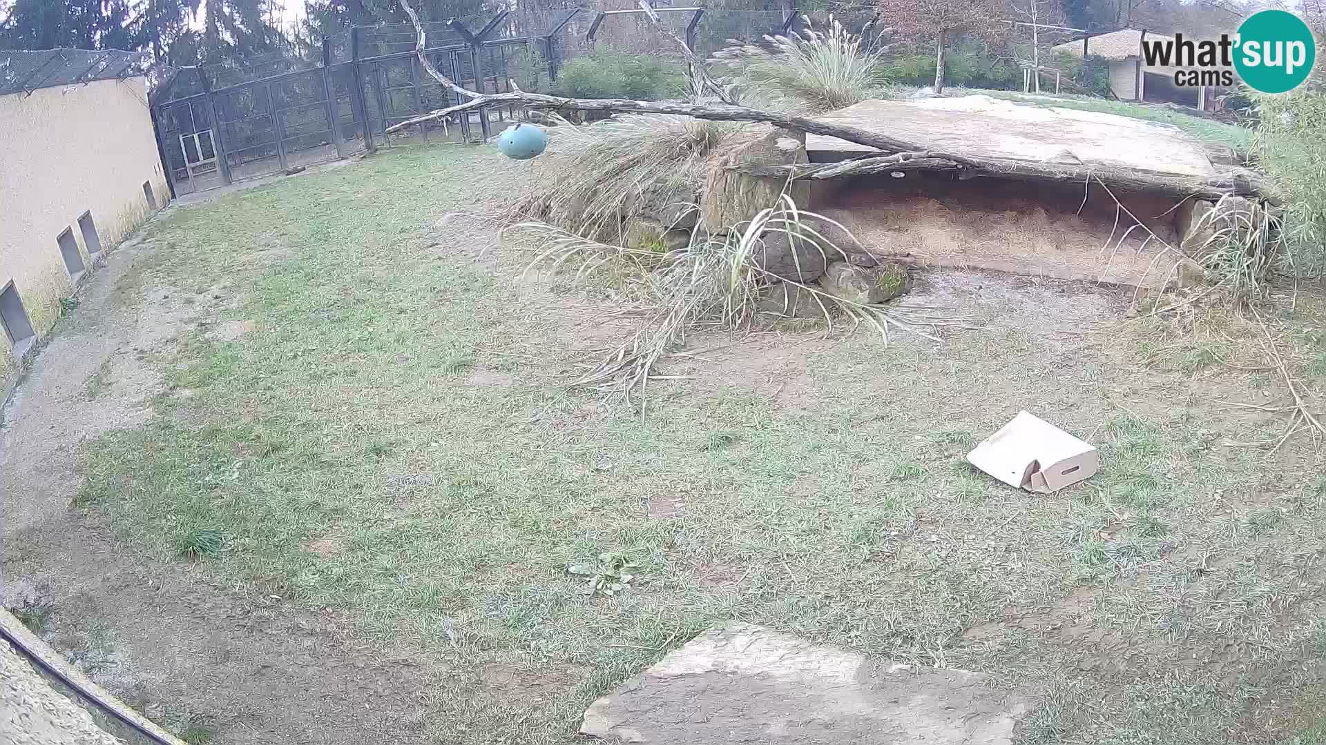 LEONE live Webcam nello zoo di Lubiana – Slovenia