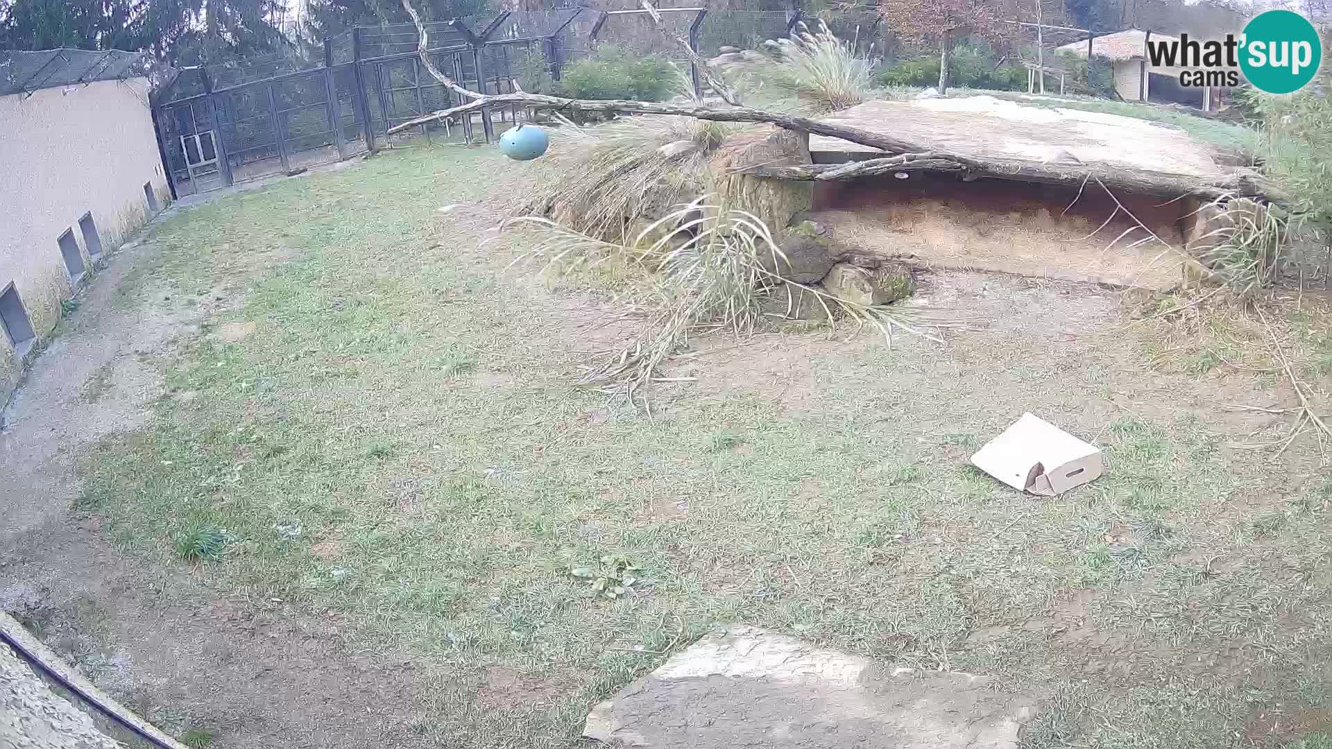 LEONE live Webcam nello zoo di Lubiana – Slovenia