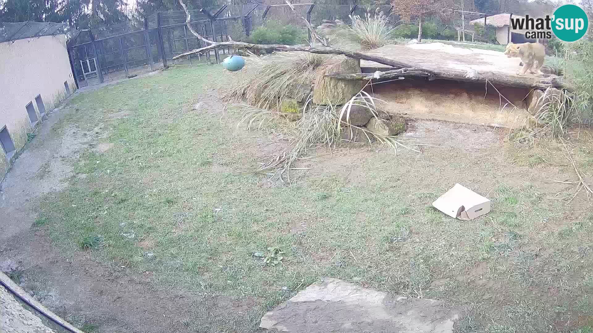 Löwe live Webcam im Zoo von Ljubljana – Slowenien