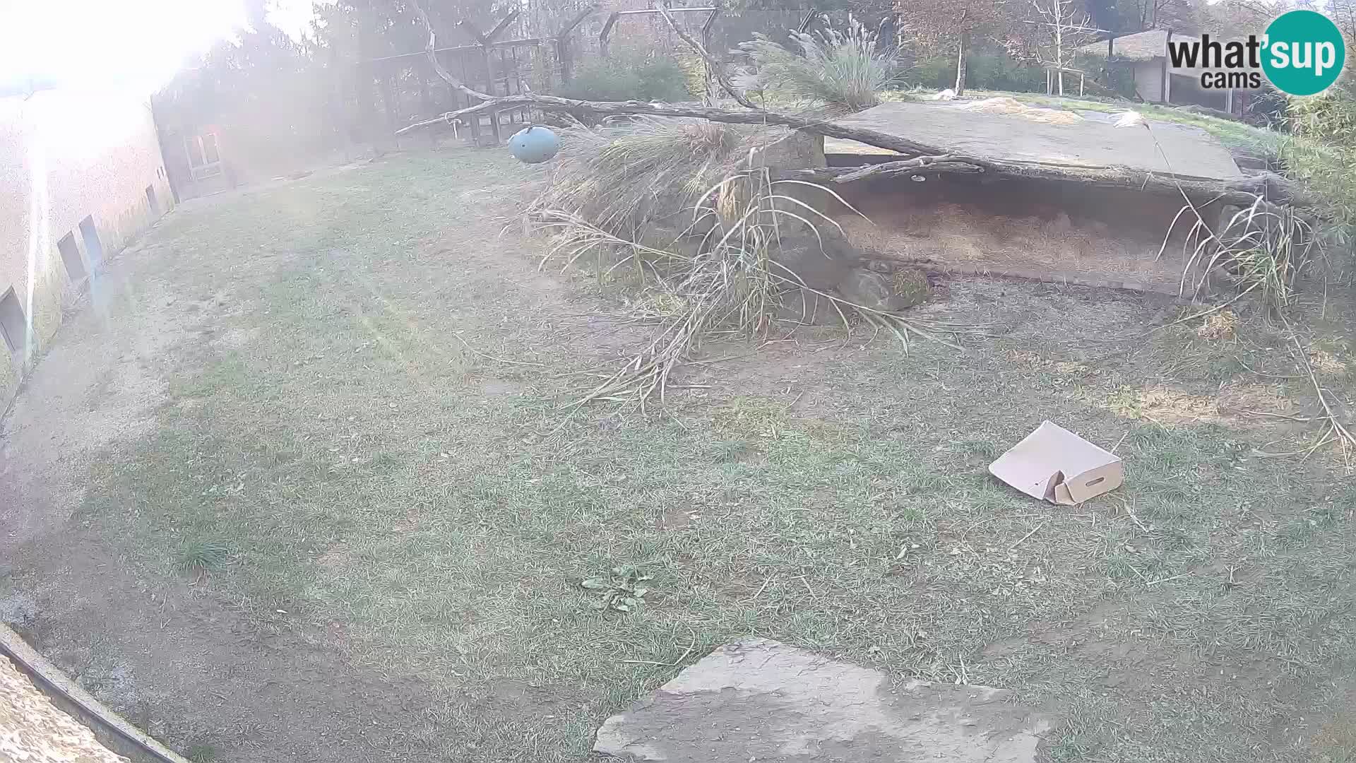 Löwe live Webcam im Zoo von Ljubljana – Slowenien