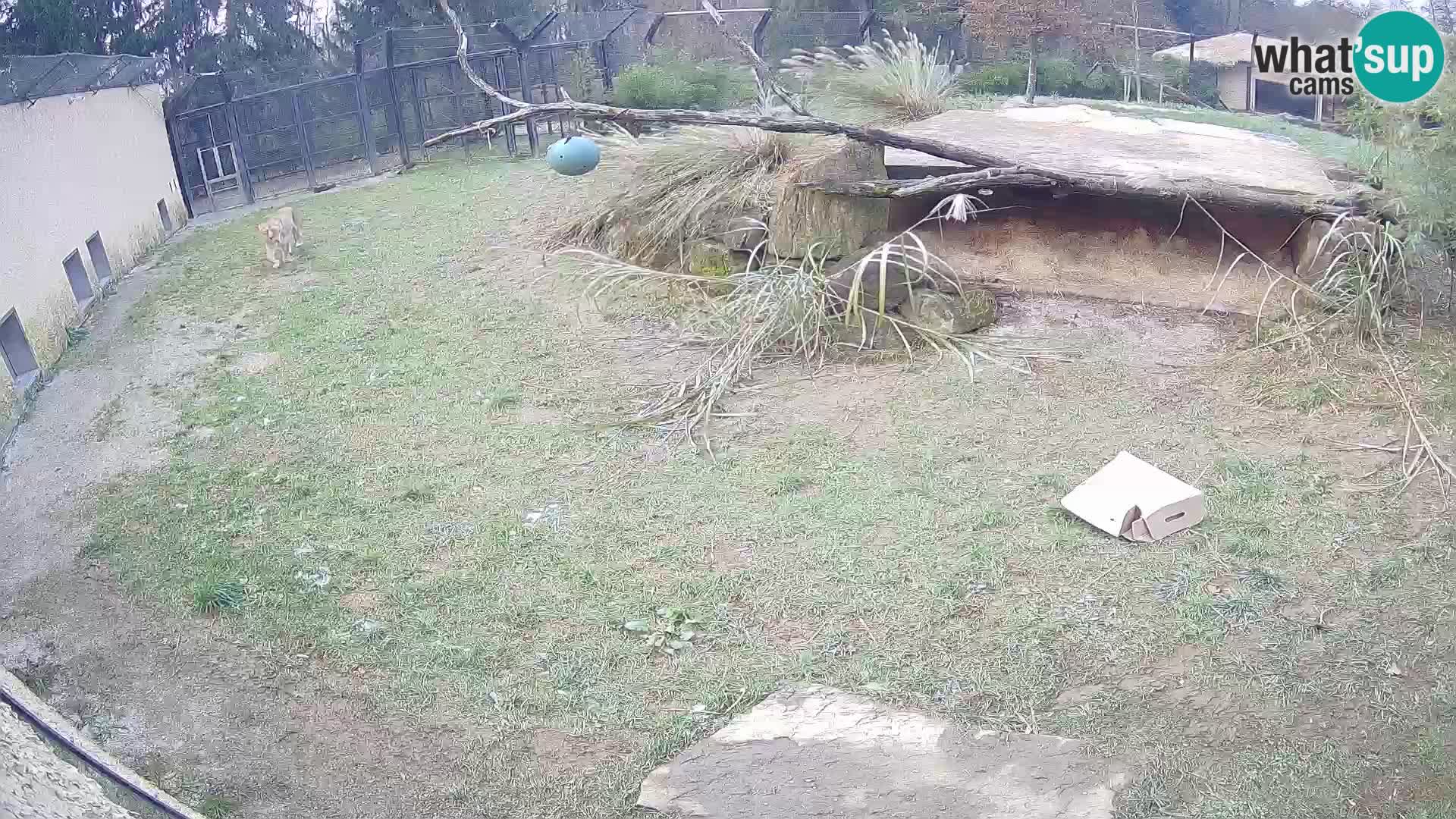 Löwe live Webcam im Zoo von Ljubljana – Slowenien