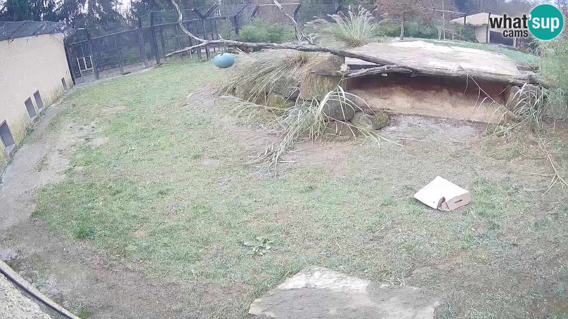 LEONE live Webcam nello zoo di Lubiana – Slovenia