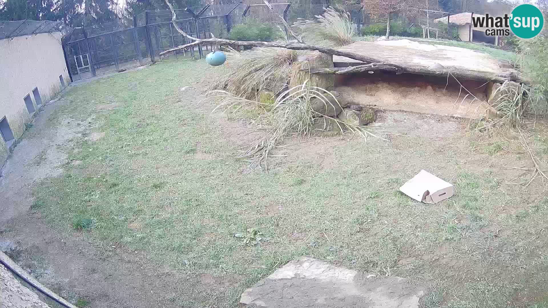 LEONE live Webcam nello zoo di Lubiana – Slovenia