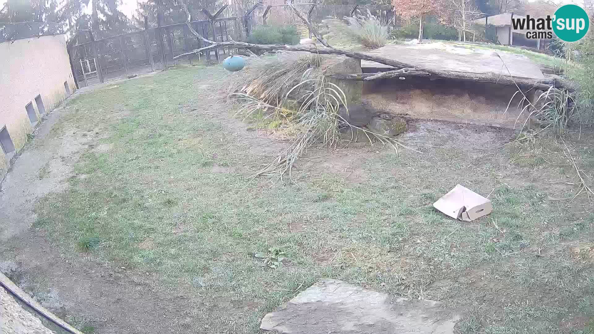 Löwe live Webcam im Zoo von Ljubljana – Slowenien