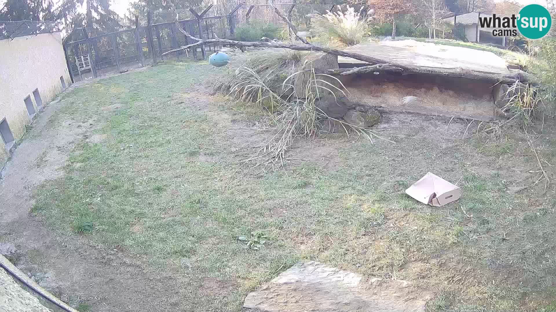 LEON Webcam en vivo en Ljubljana Zoo – Eslovenia