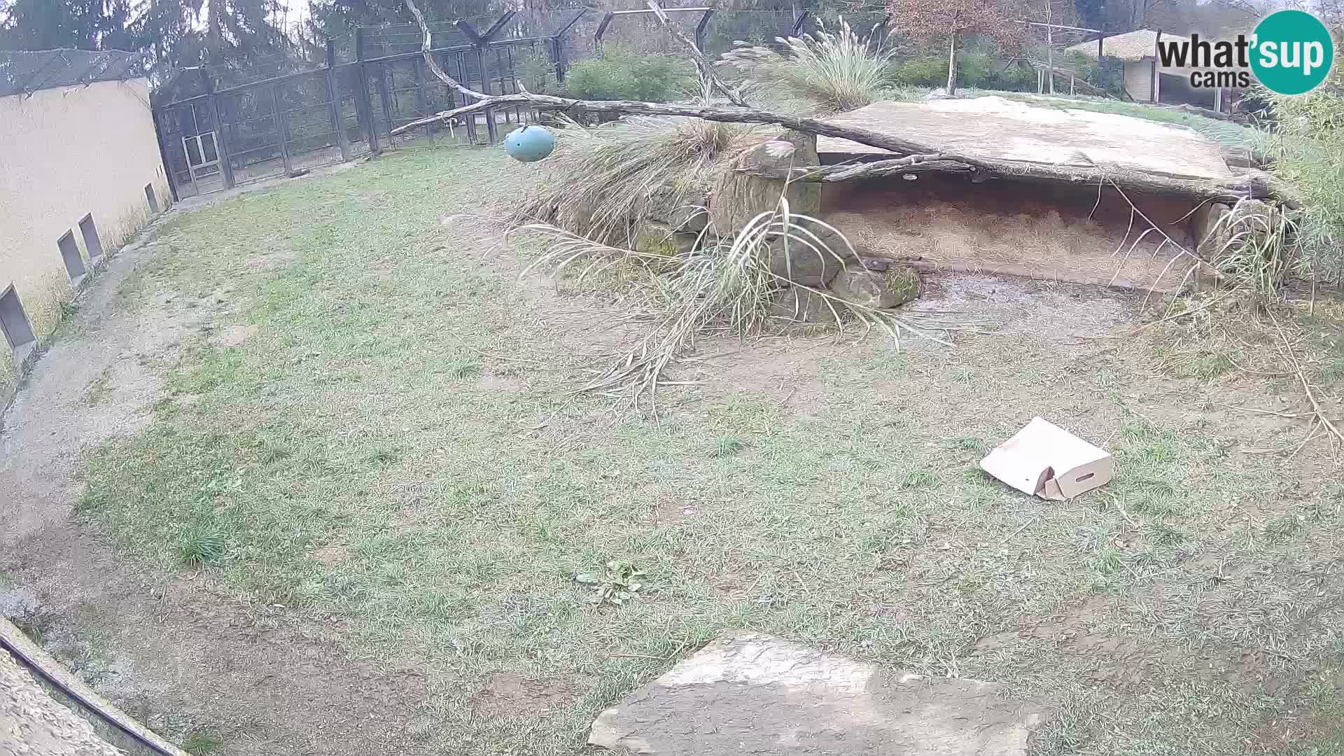 LEONE live Webcam nello zoo di Lubiana – Slovenia