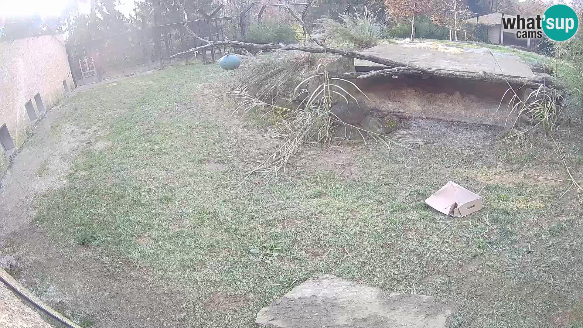 LEVI spletna kamera v živalskem vrtu Ljubljana Zoo