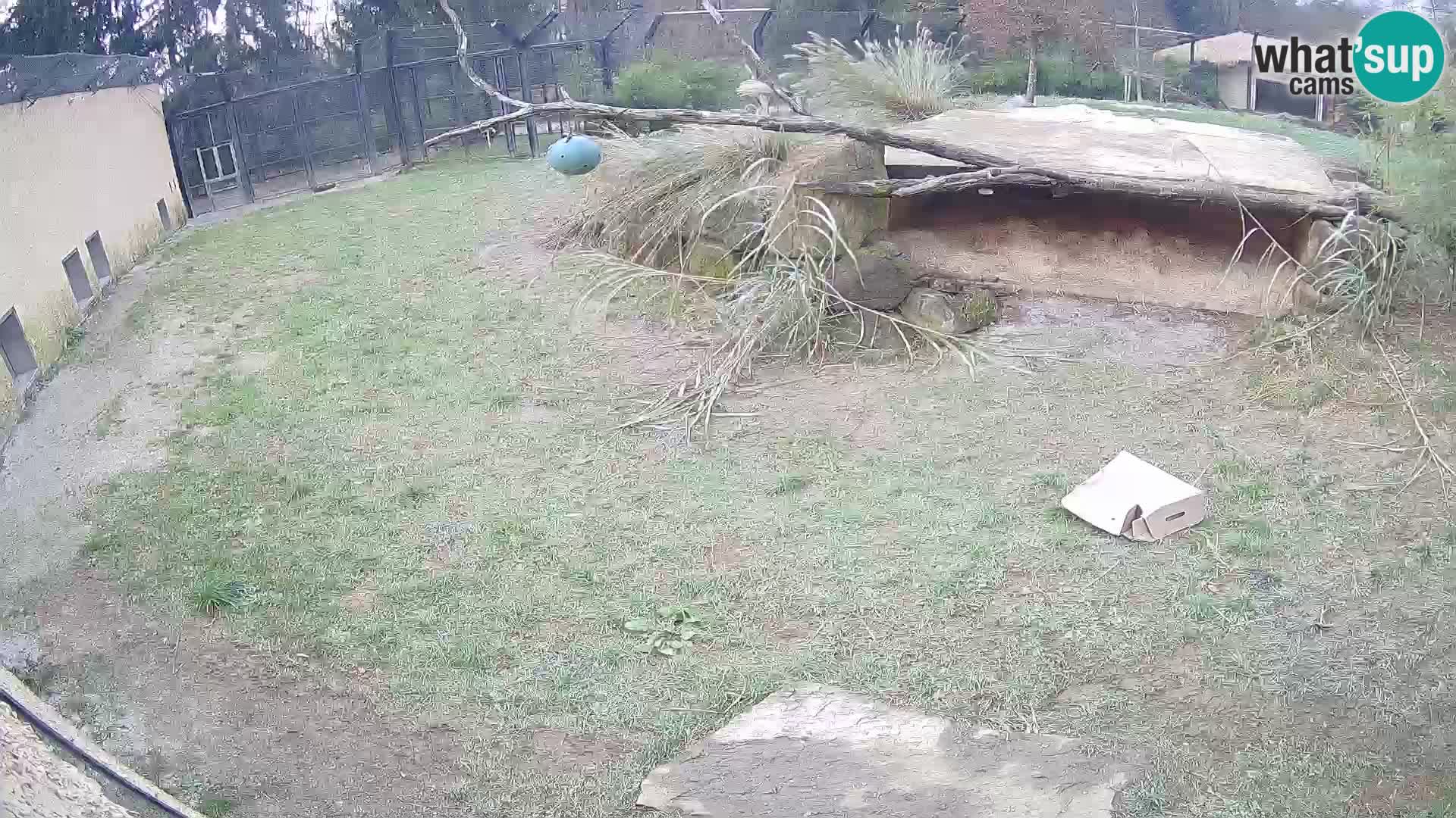 LEON Webcam en vivo en Ljubljana Zoo – Eslovenia