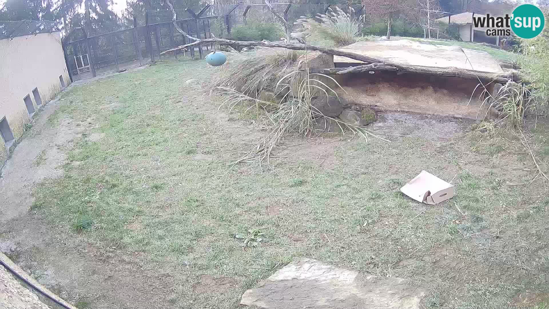 LEVI spletna kamera v živalskem vrtu Ljubljana Zoo