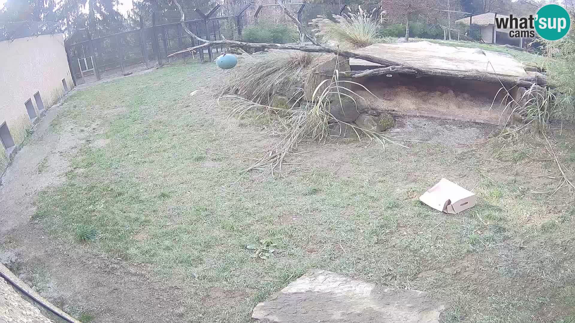 Löwe live Webcam im Zoo von Ljubljana – Slowenien