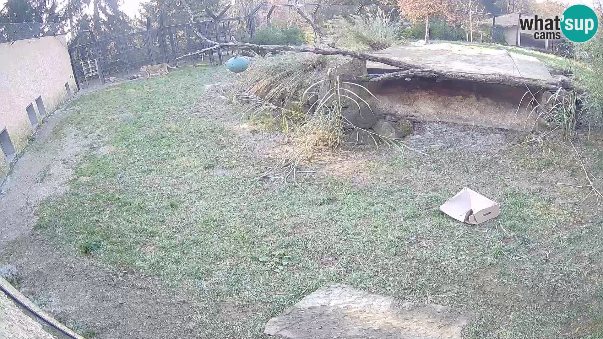 LEONE live Webcam nello zoo di Lubiana – Slovenia