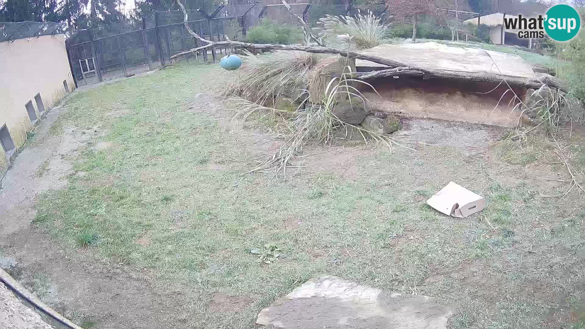 Löwe live Webcam im Zoo von Ljubljana – Slowenien