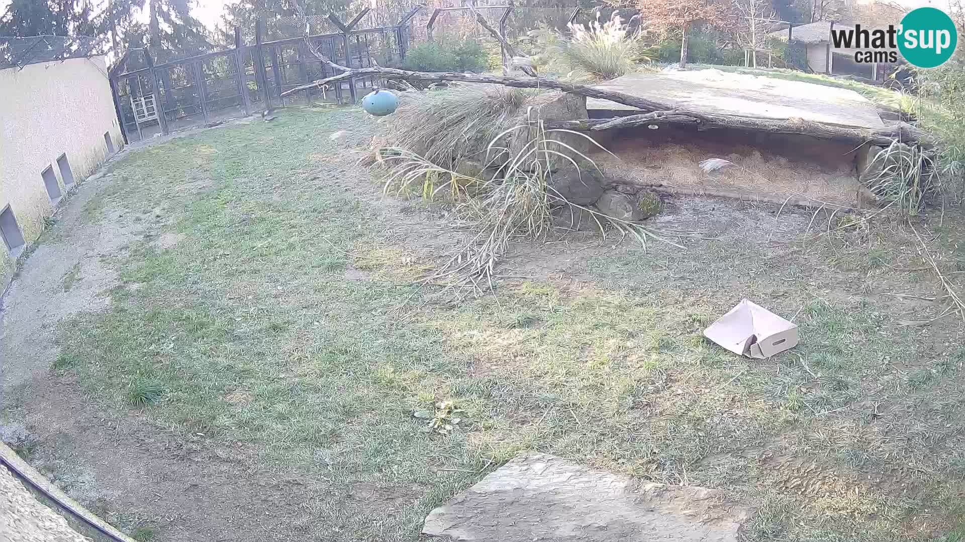 LEON Webcam en vivo en Ljubljana Zoo – Eslovenia