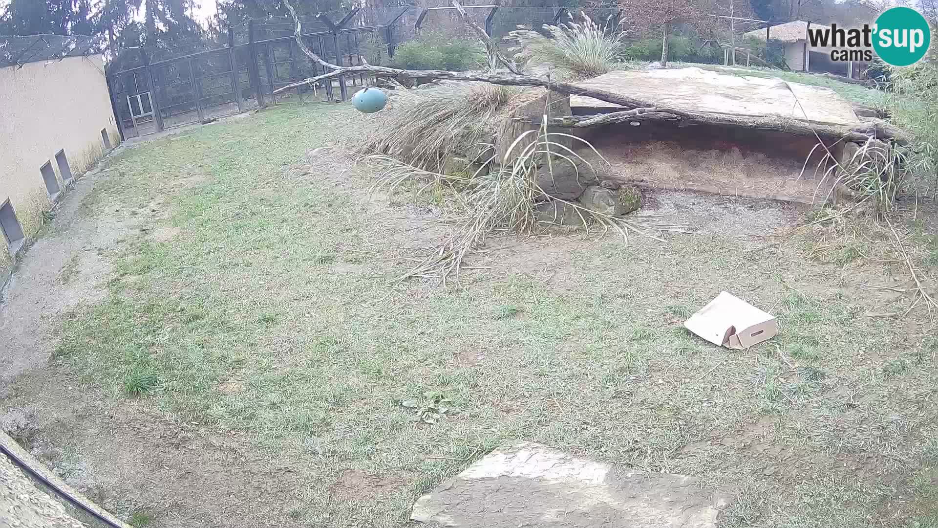 LEONE live Webcam nello zoo di Lubiana – Slovenia