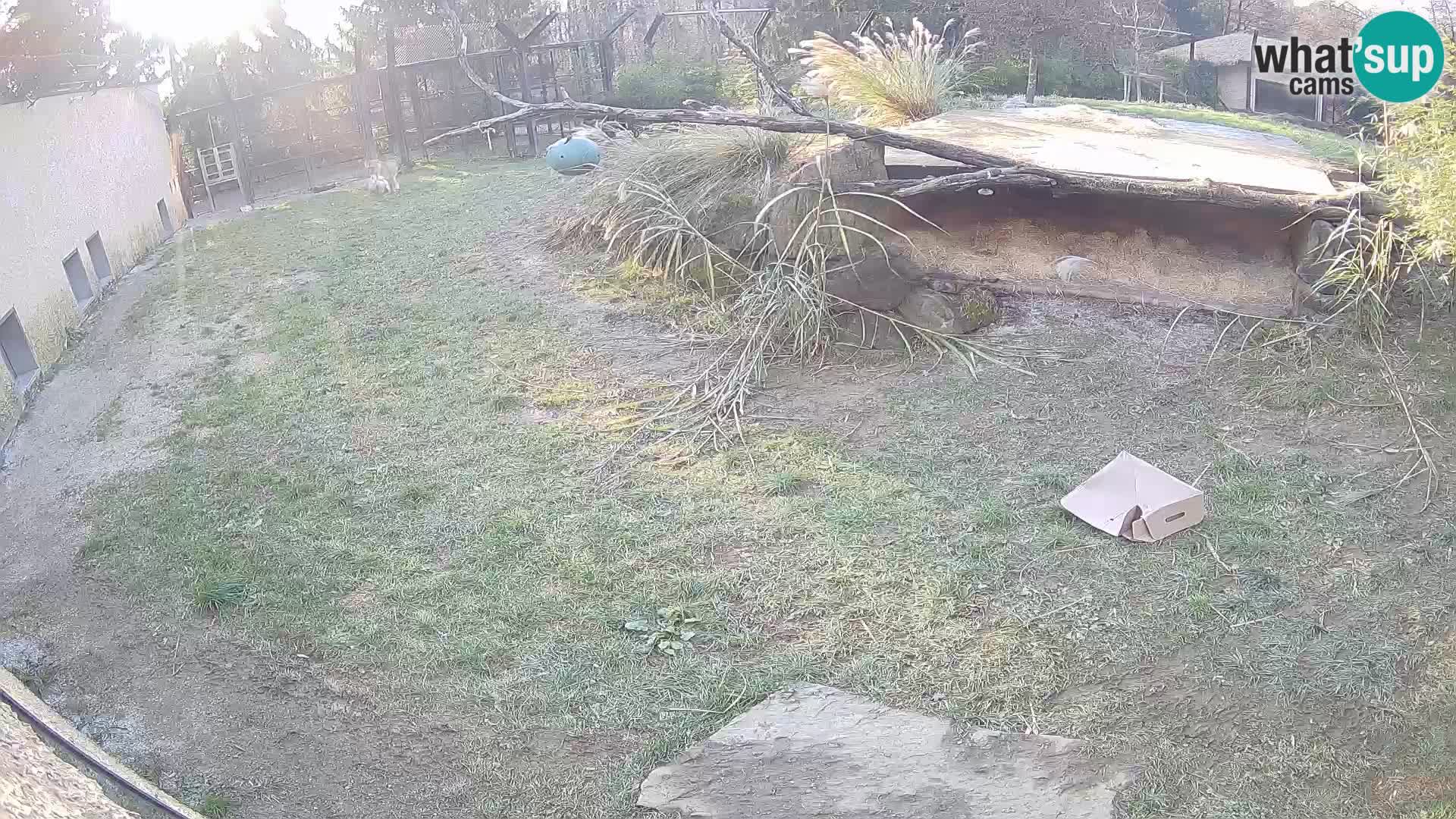 LEONE live Webcam nello zoo di Lubiana – Slovenia