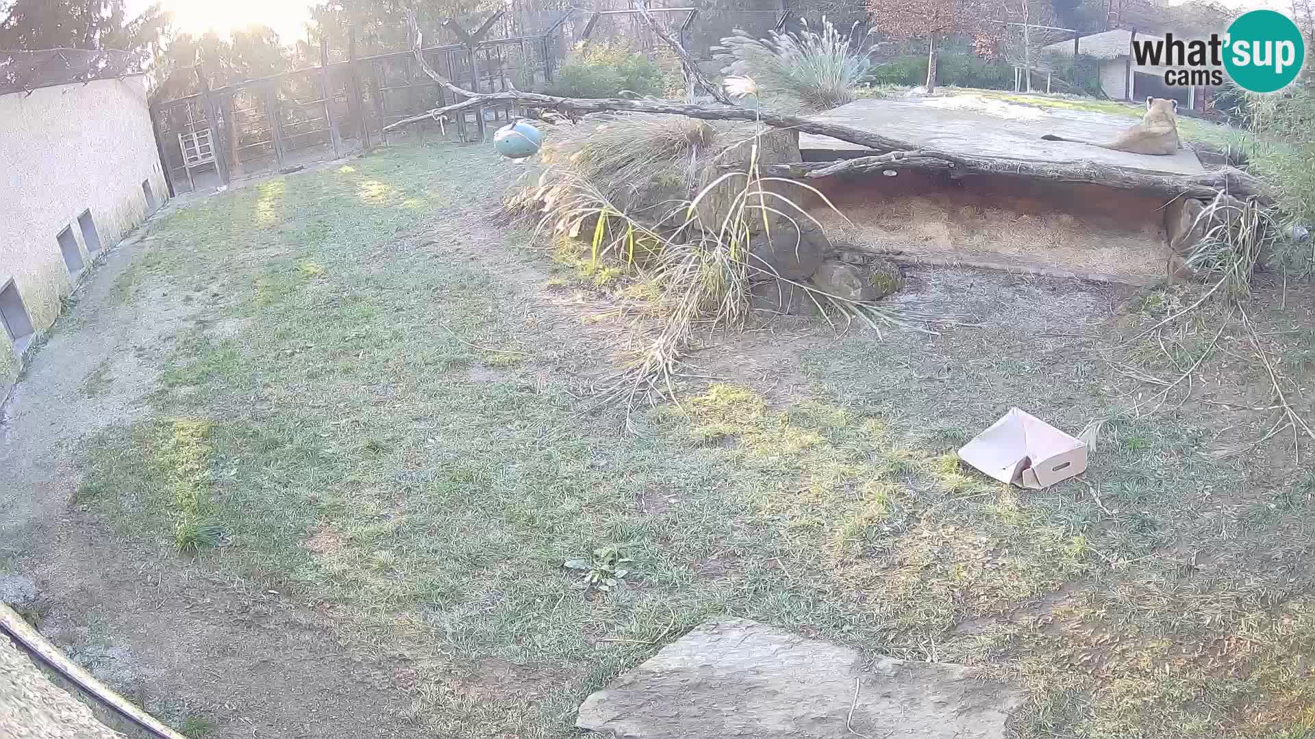 LEONE live Webcam nello zoo di Lubiana – Slovenia