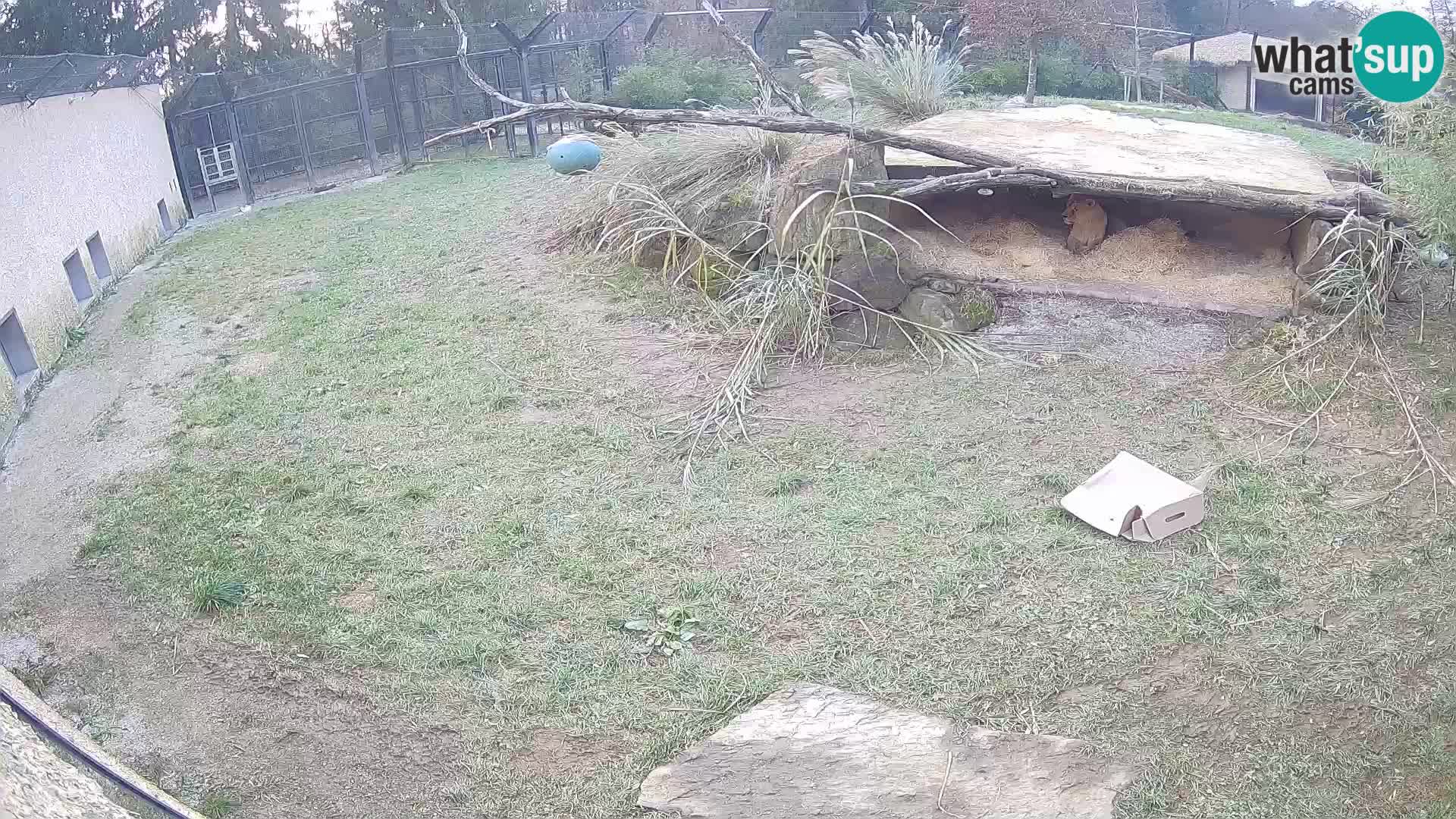 LEONE live Webcam nello zoo di Lubiana – Slovenia