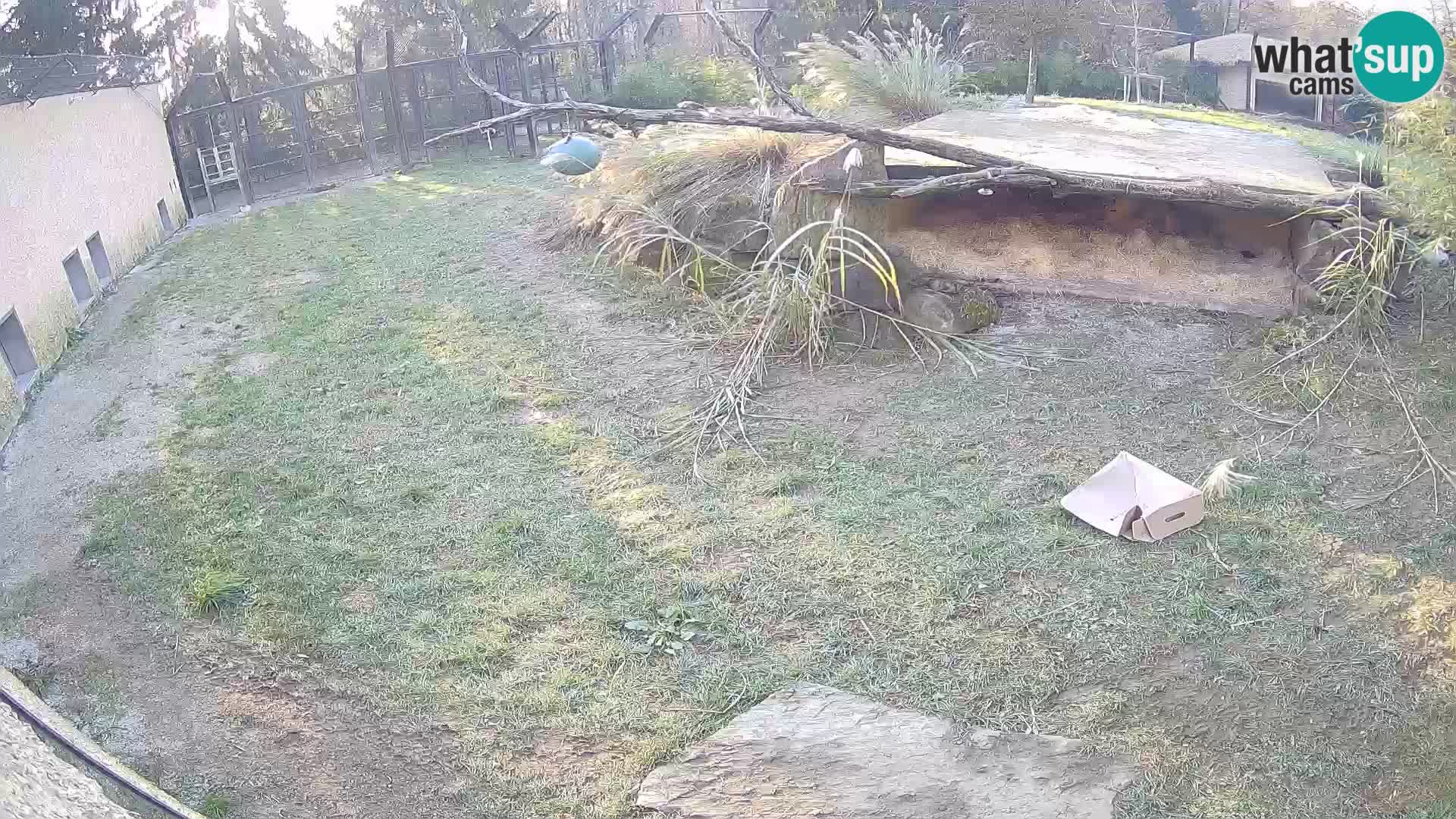 LEONE live Webcam nello zoo di Lubiana – Slovenia