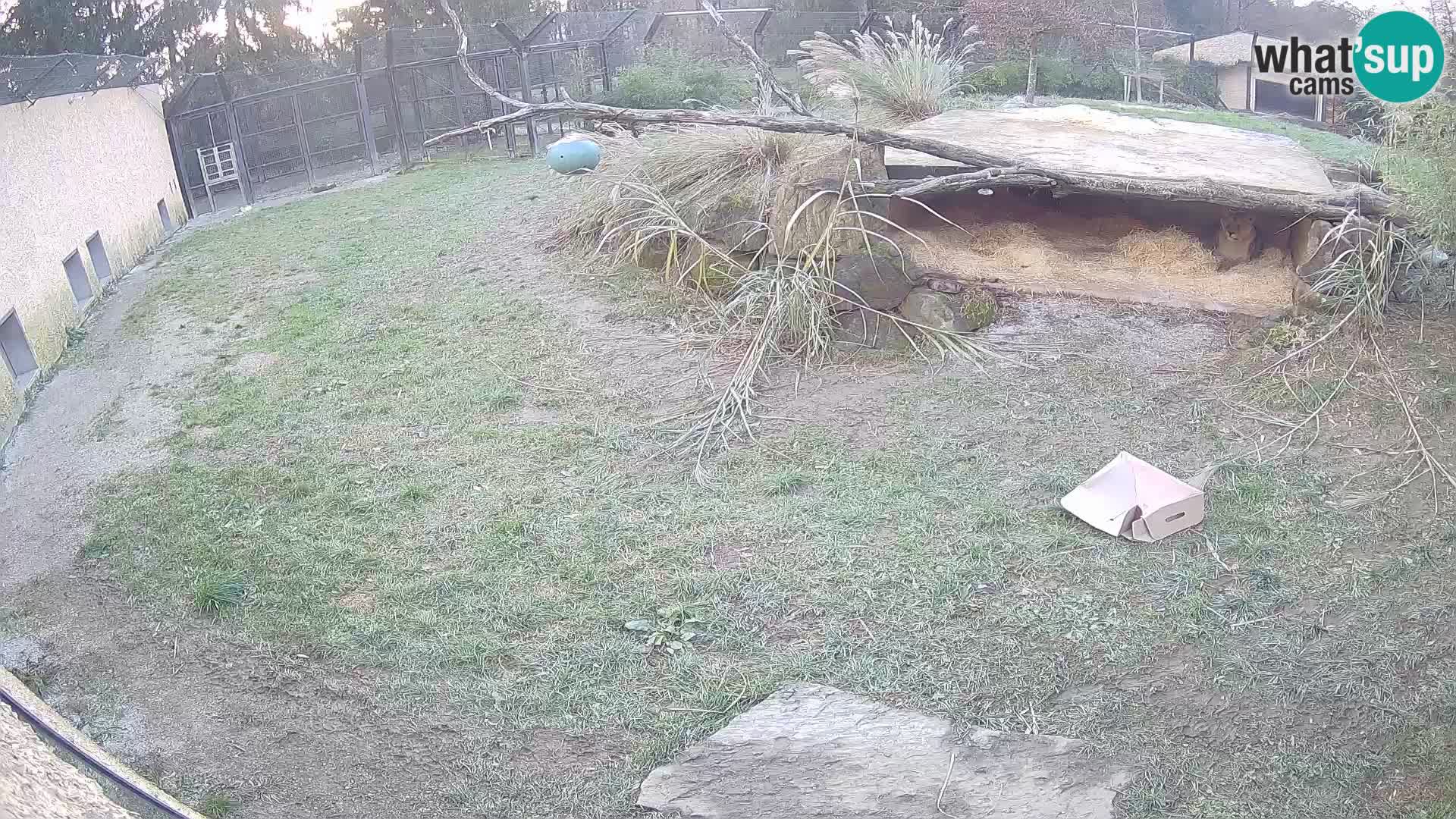 LEONE live Webcam nello zoo di Lubiana – Slovenia