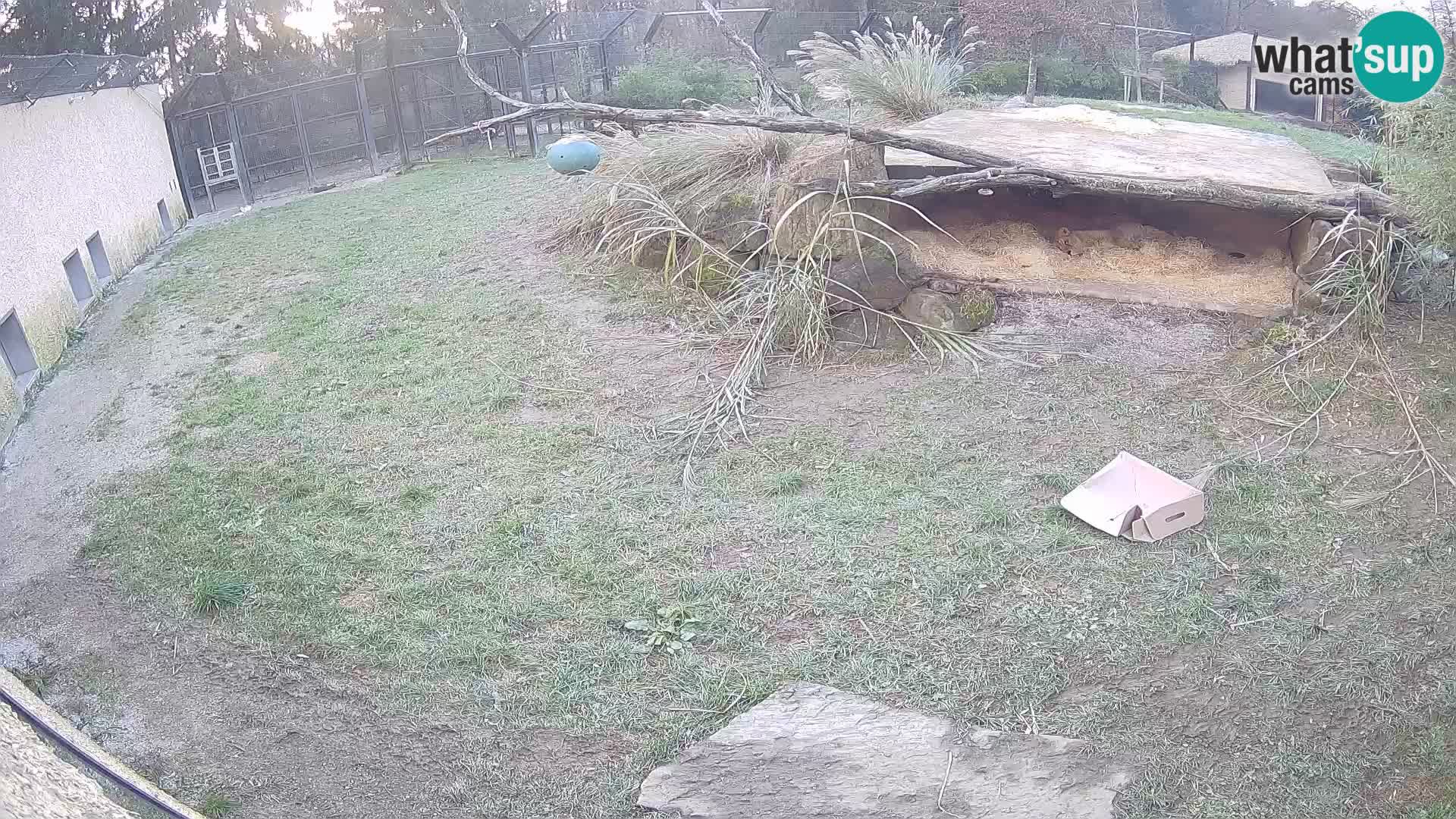 LEONE live Webcam nello zoo di Lubiana – Slovenia