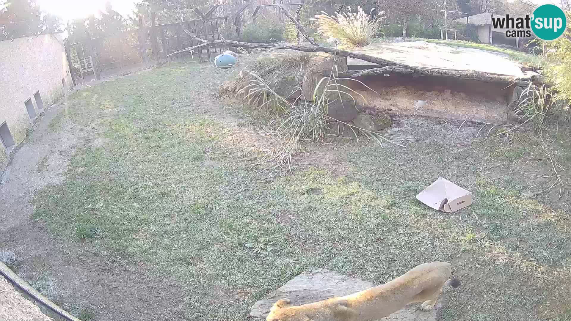 LEONE live Webcam nello zoo di Lubiana – Slovenia