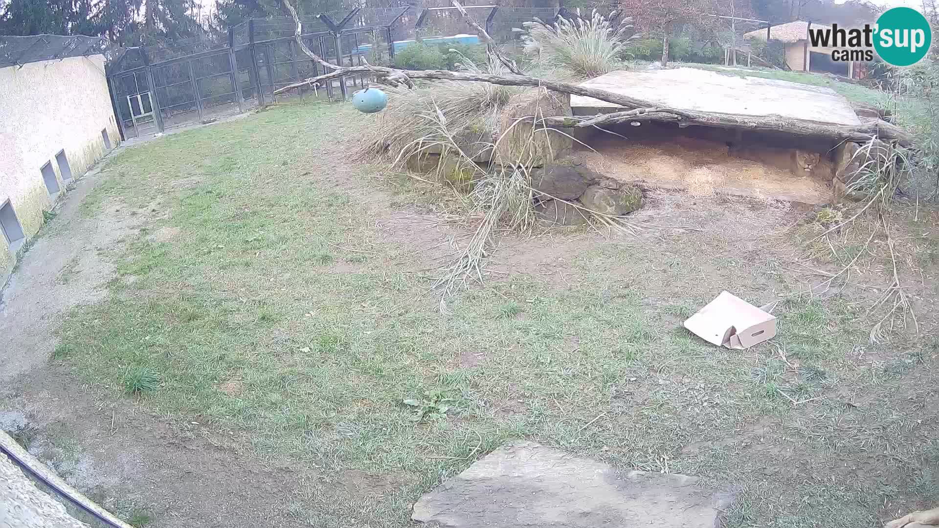 Löwe live Webcam im Zoo von Ljubljana – Slowenien