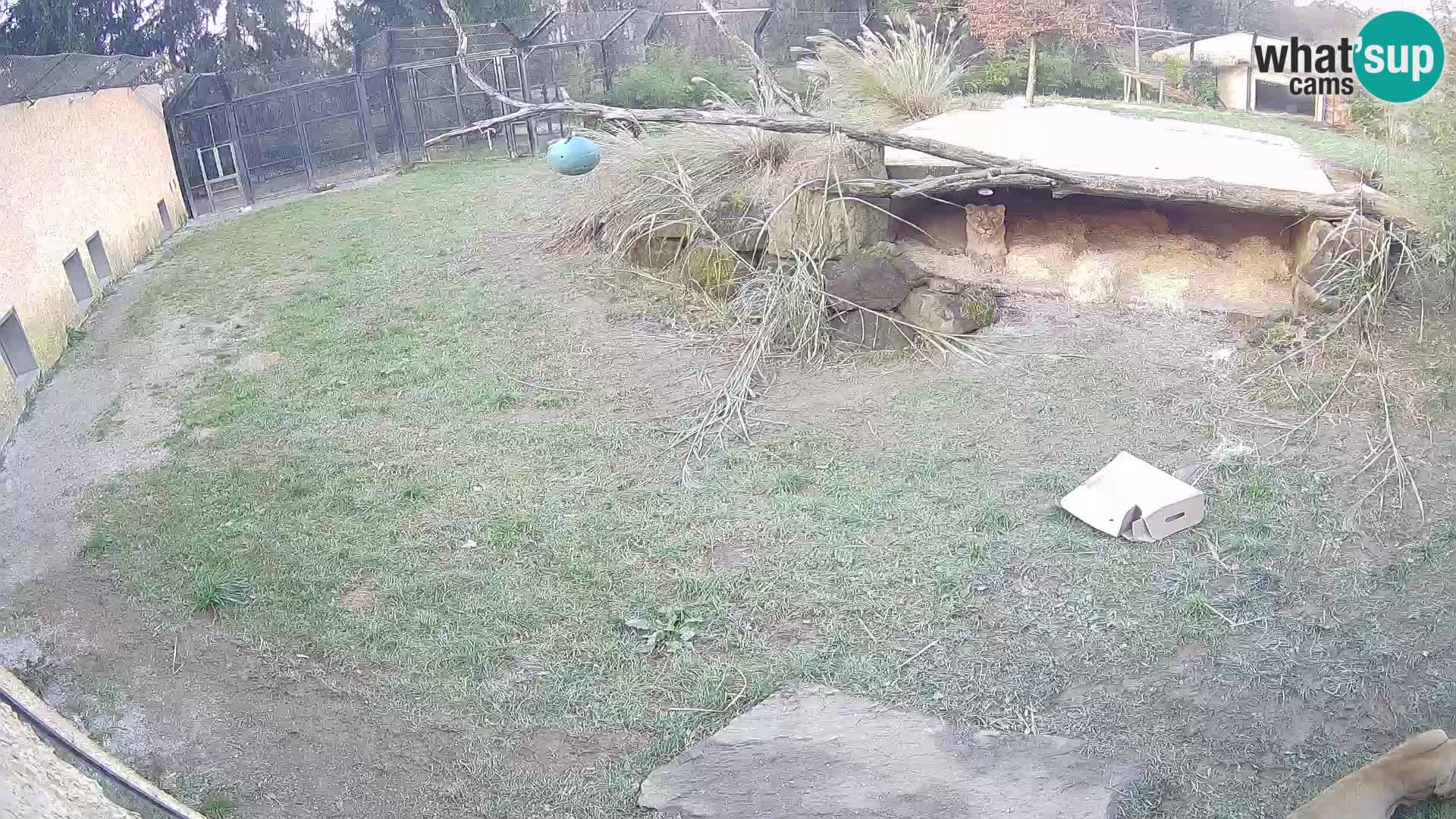 Löwe live Webcam im Zoo von Ljubljana – Slowenien