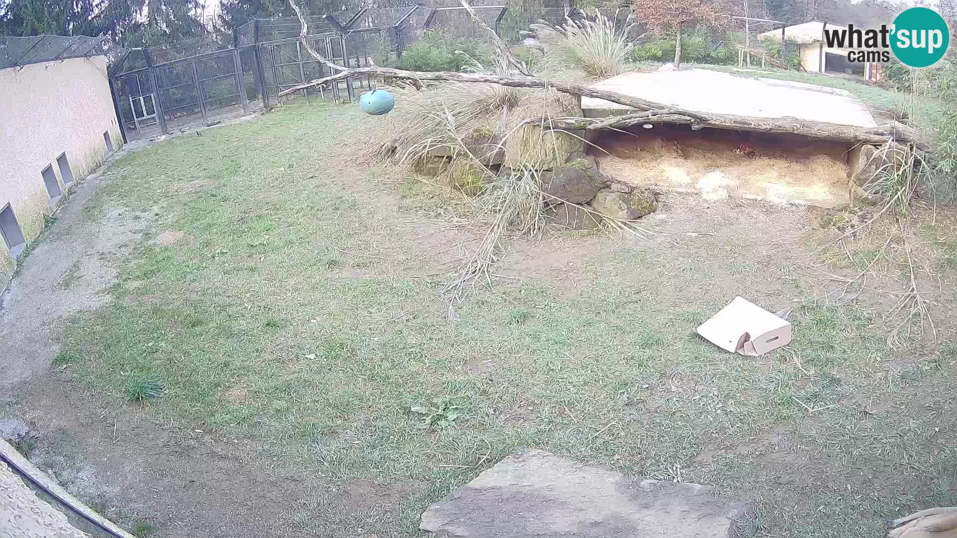 LEONE live Webcam nello zoo di Lubiana – Slovenia