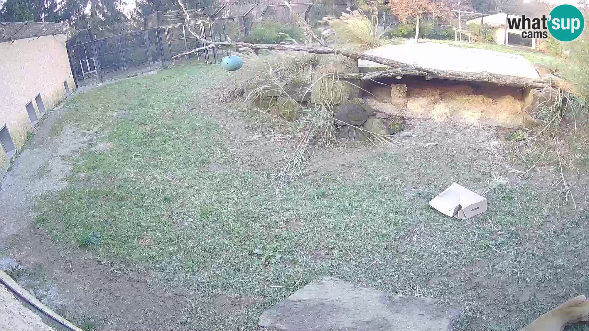 LEONE live Webcam nello zoo di Lubiana – Slovenia