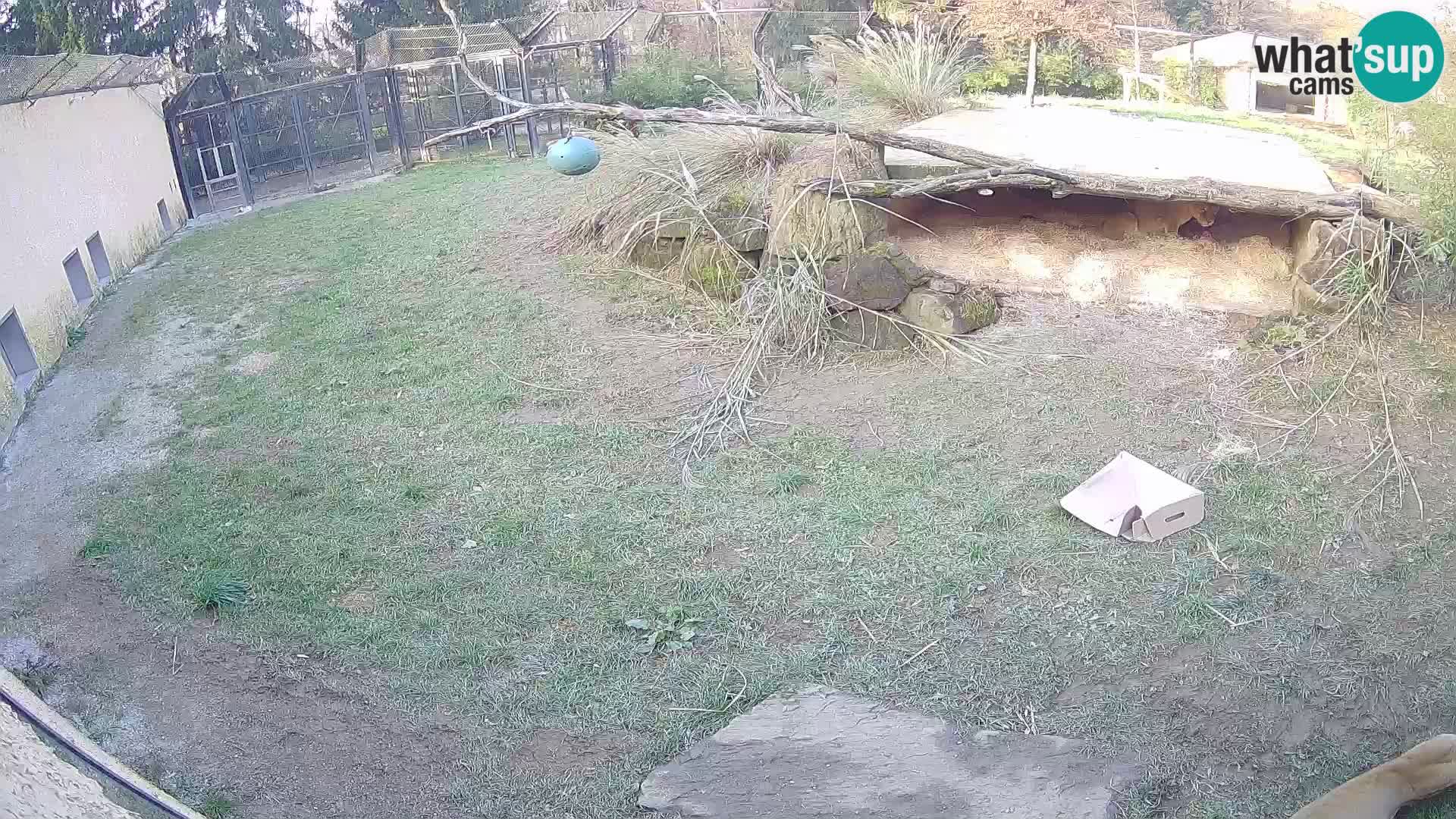 Löwe live Webcam im Zoo von Ljubljana – Slowenien