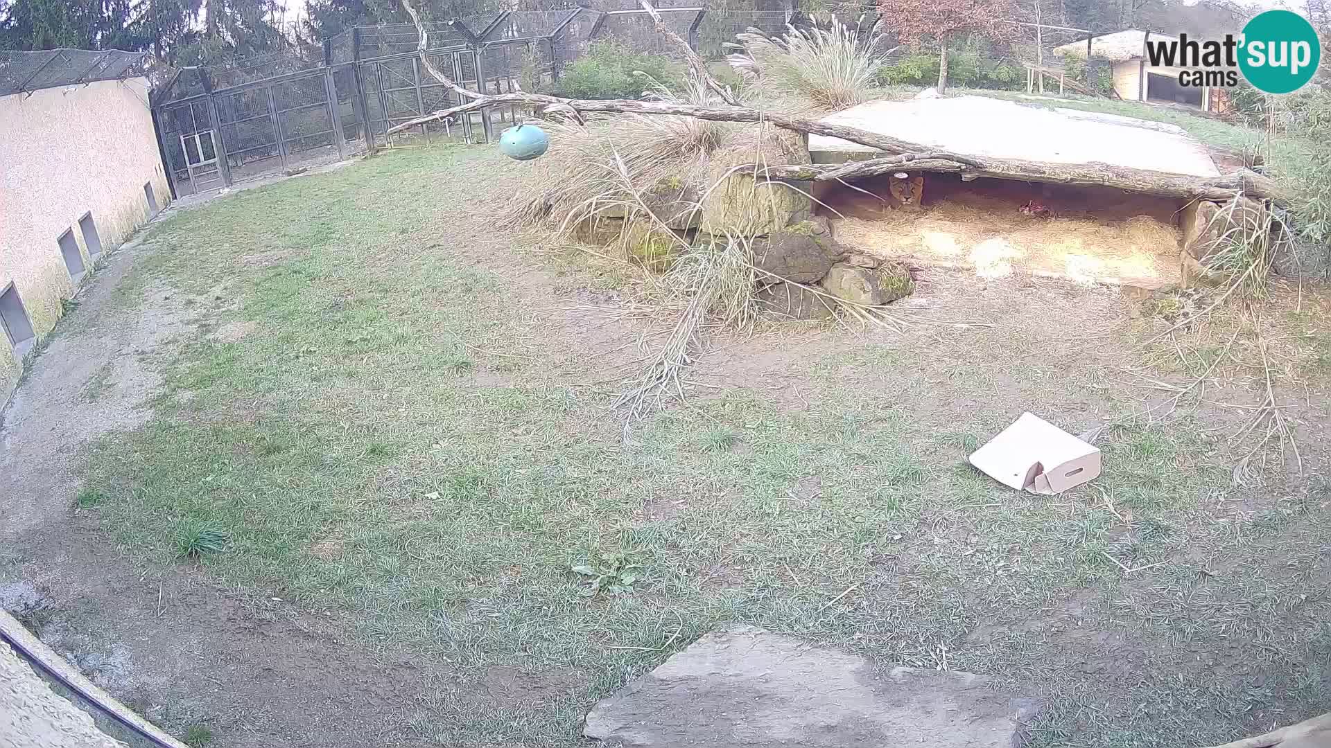 LEON Webcam en vivo en Ljubljana Zoo – Eslovenia