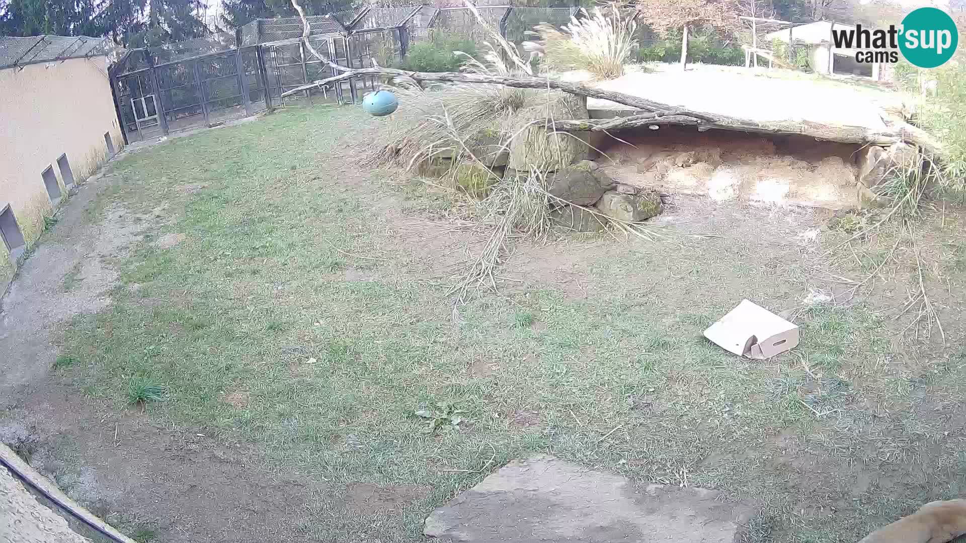 LEONE live Webcam nello zoo di Lubiana – Slovenia