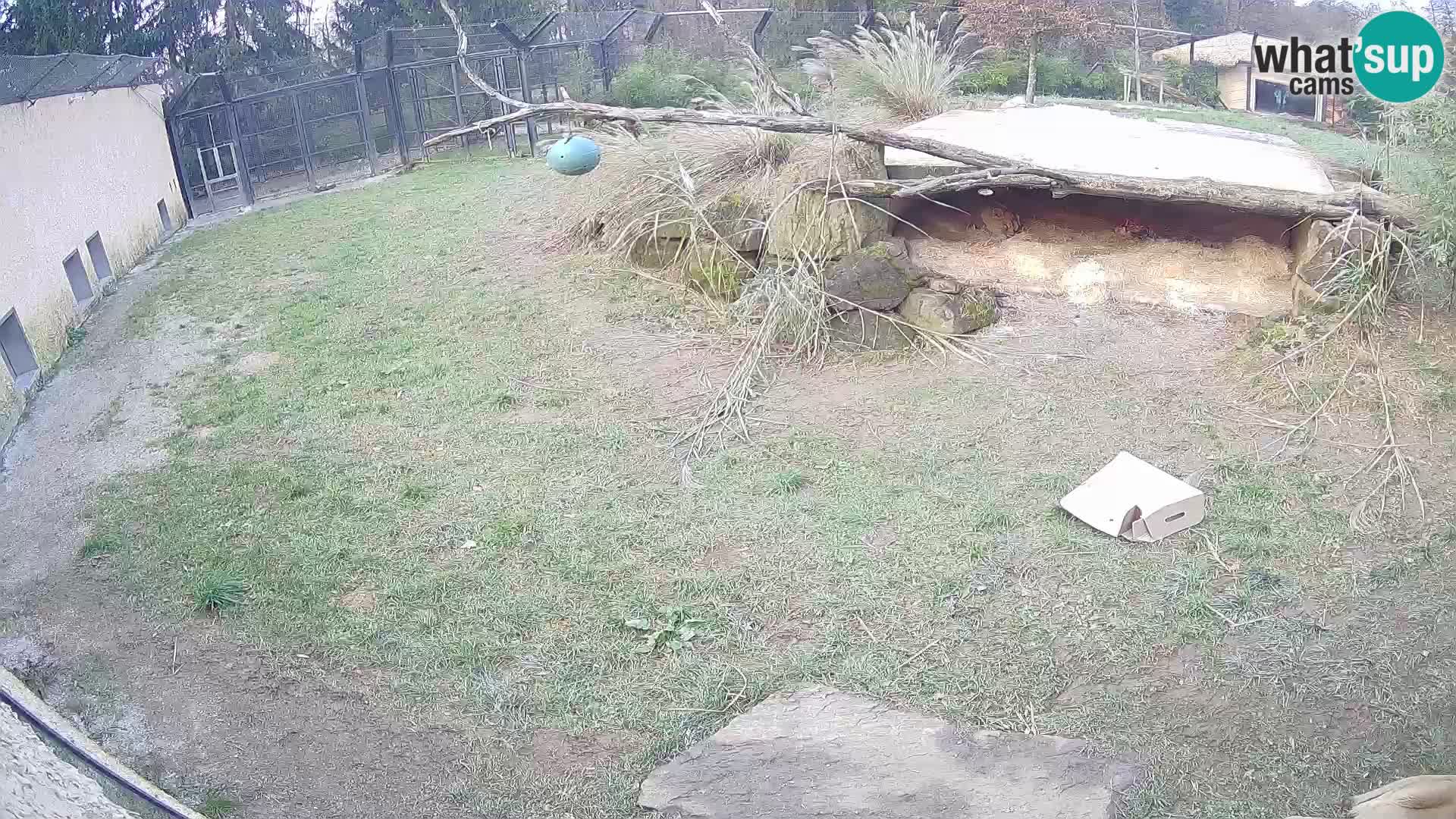 LEON Webcam en vivo en Ljubljana Zoo – Eslovenia